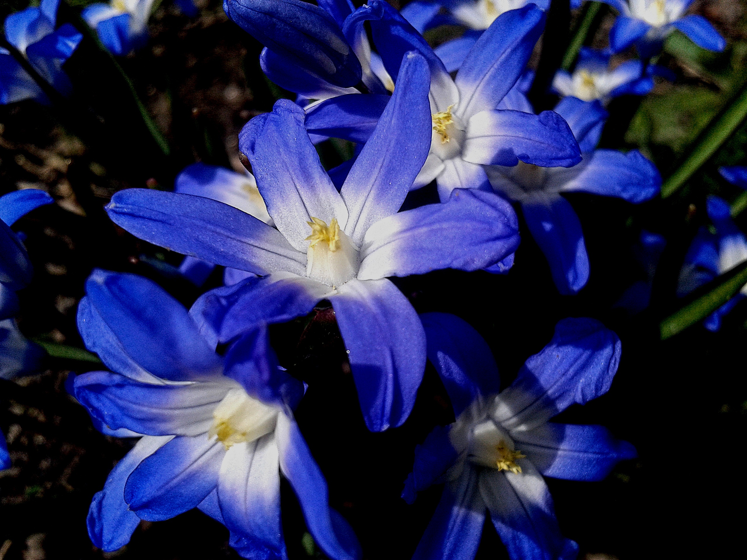 Обои цветы, природа, синие, хионодокса, flowers, nature, blue, hionodoksa разрешение 2560x1920 Загрузить