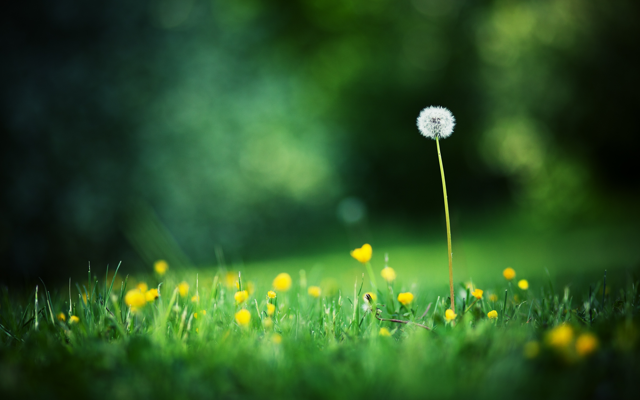 Обои свет, цветы, трава, поля, одуванчик, блик, полевые цветы, light, flowers, grass, field, dandelion, blik, wildflowers разрешение 2560x1600 Загрузить