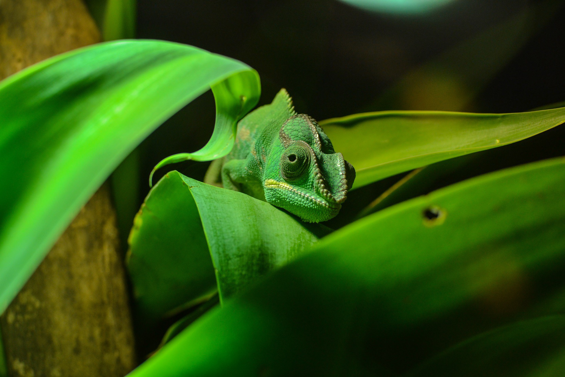 Обои зелёный, листва, ящерица, окрас, хамелеон, рептилия, маскировка, пресмыкающееся, green, foliage, lizard, color, chameleon, reptile, disguise разрешение 1920x1280 Загрузить
