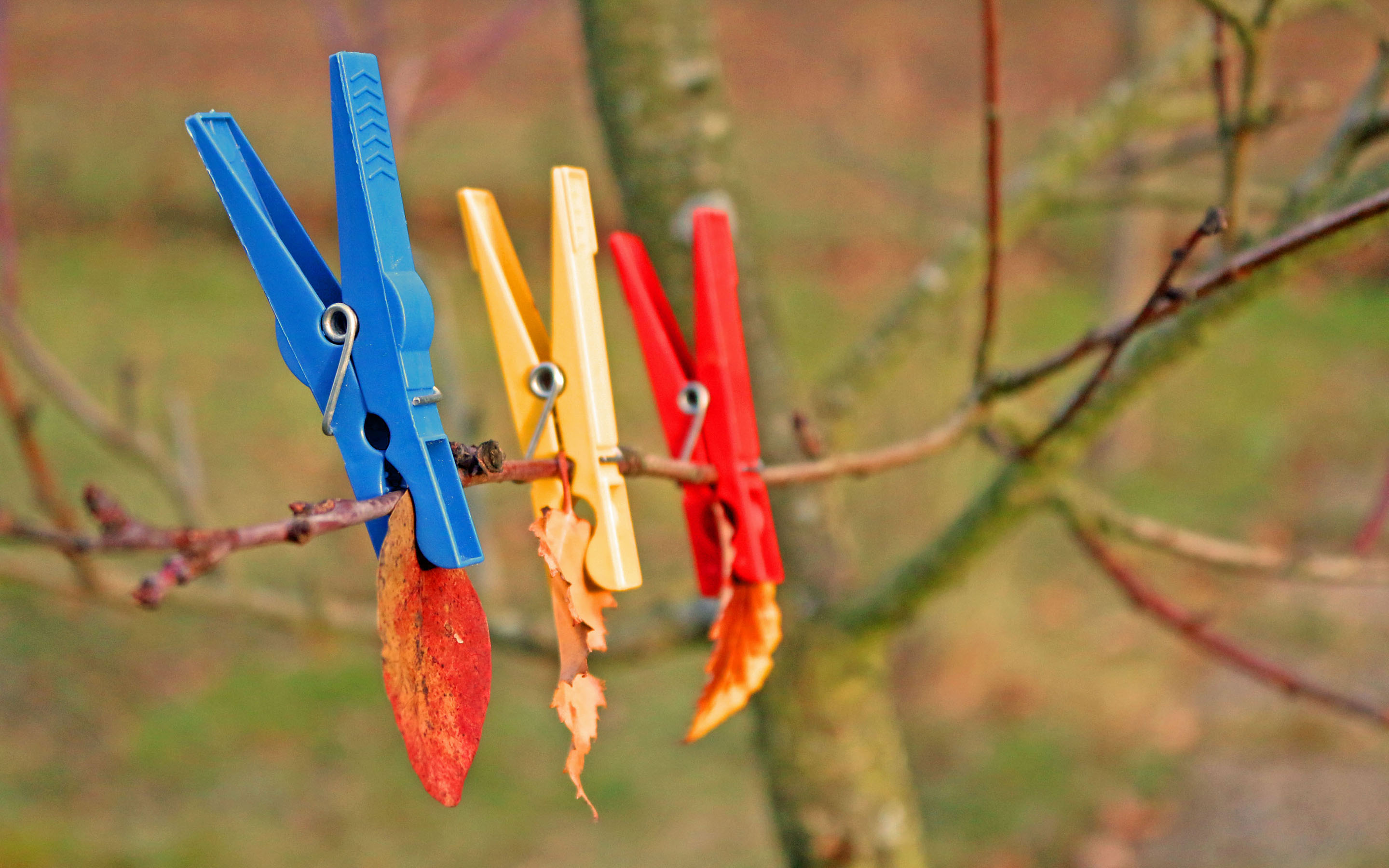 Обои листья, макро, ветки, осень, прищепки, leaves, macro, branches, autumn, clothespins разрешение 2880x1800 Загрузить