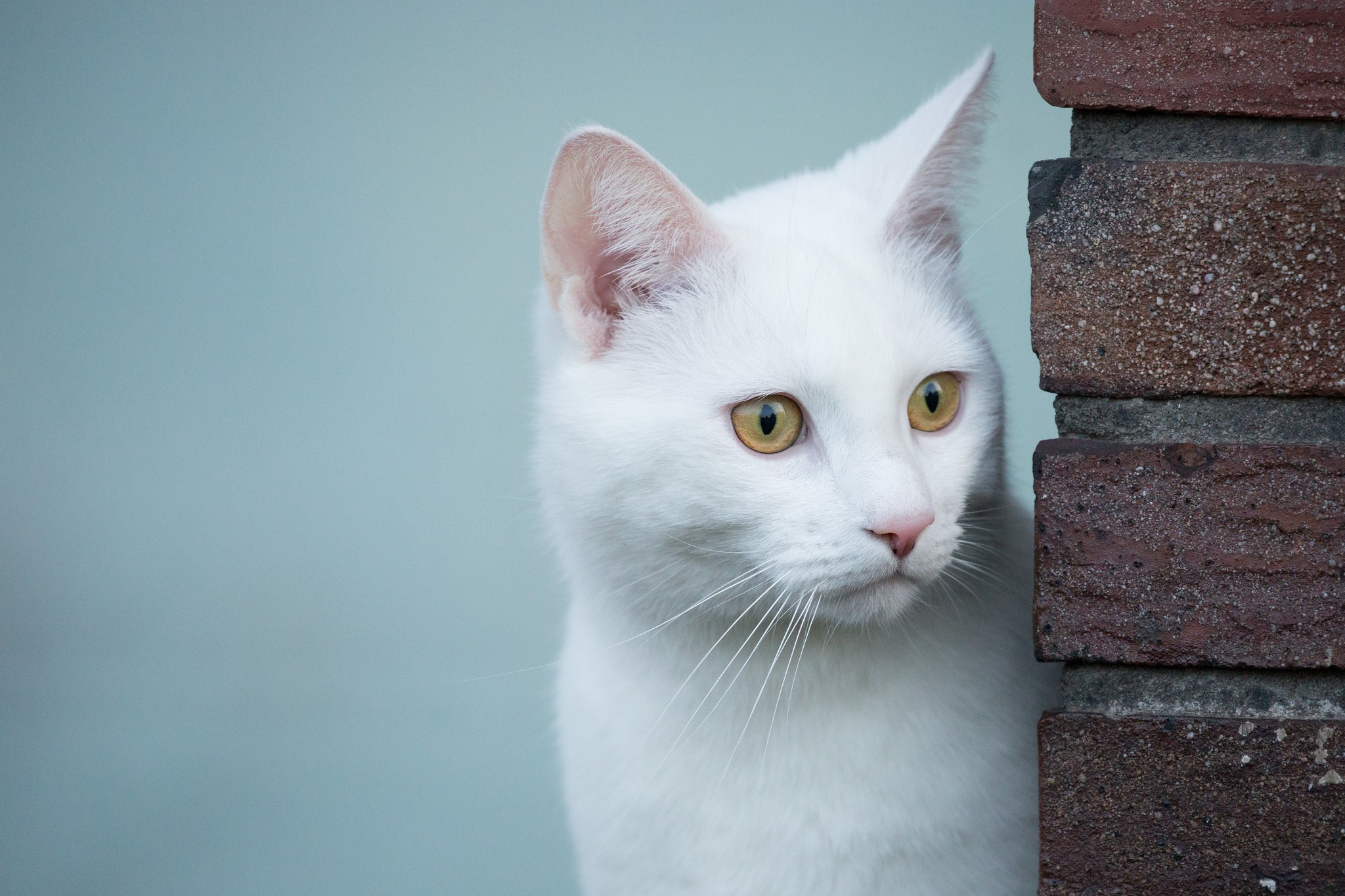 Обои глаза, фон, кот, мордочка, усы, кошка, взгляд, eyes, background, cat, muzzle, mustache, look разрешение 2048x1365 Загрузить