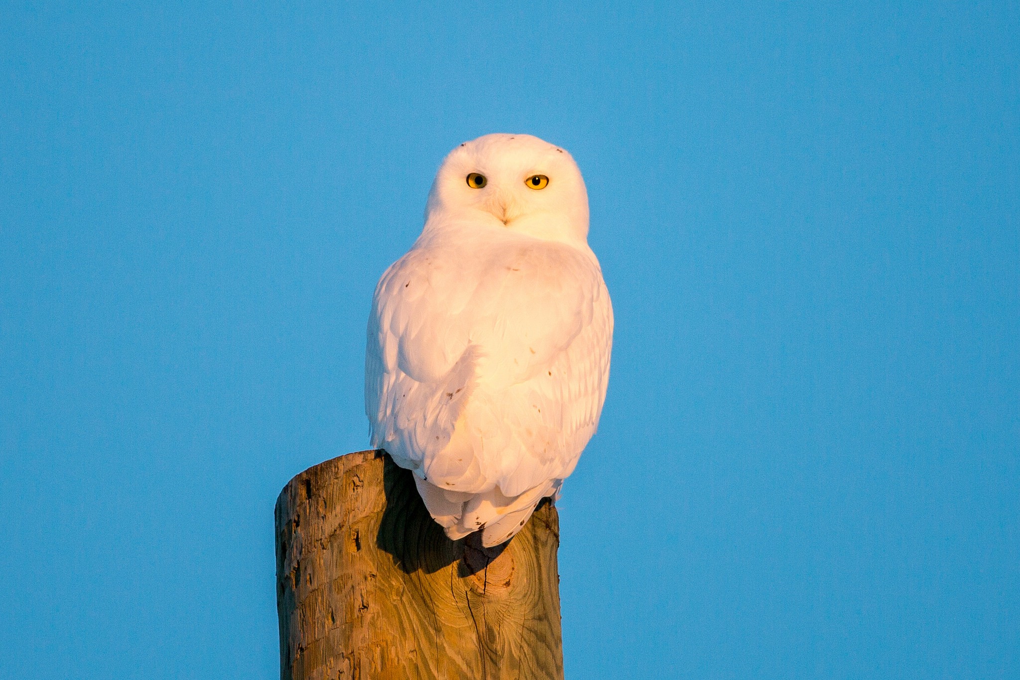 Обои небо, сова, птица, полярная сова, белая сова, the sky, owl, bird, snowy owl, white owl разрешение 2048x1365 Загрузить