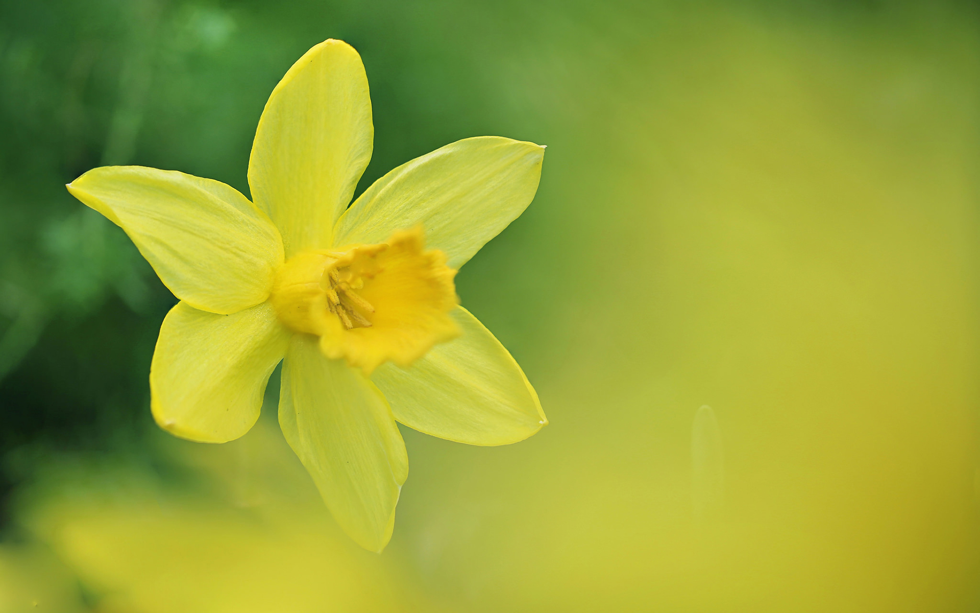 Обои цветок, весна, нарцисс, нарцис, flower, spring, narcissus разрешение 1920x1200 Загрузить