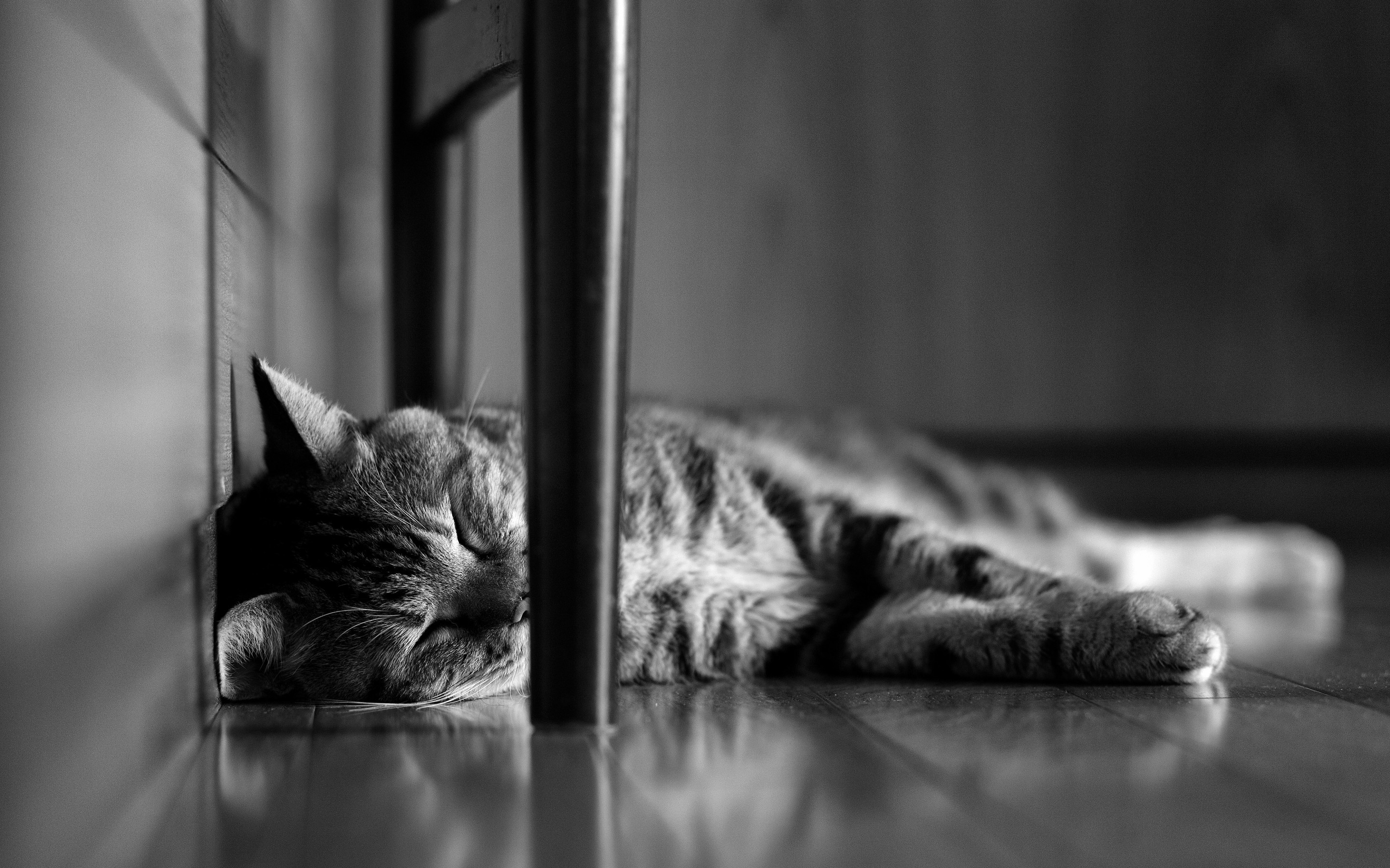 Обои кот, мордочка, кошка, чёрно-белое, сон, лапки, спящий, cat, muzzle, black and white, sleep, legs разрешение 2880x1800 Загрузить