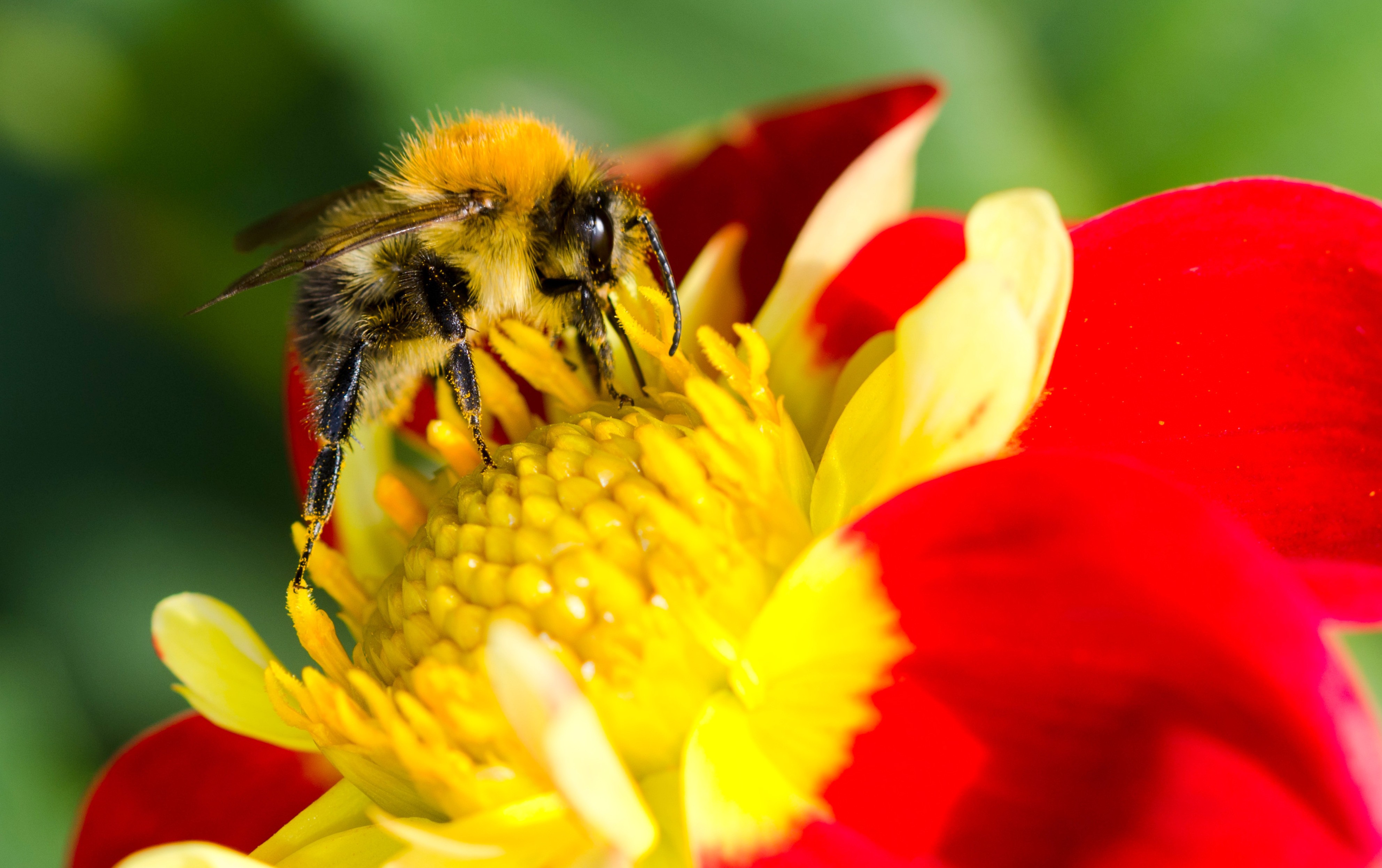 Обои насекомое, цветок, лепестки, крылья, тычинки, шмель, опыление, шмель на цветке, insect, flower, petals, wings, stamens, bumblebee, pollination, bumblebee on a flower разрешение 3968x2493 Загрузить
