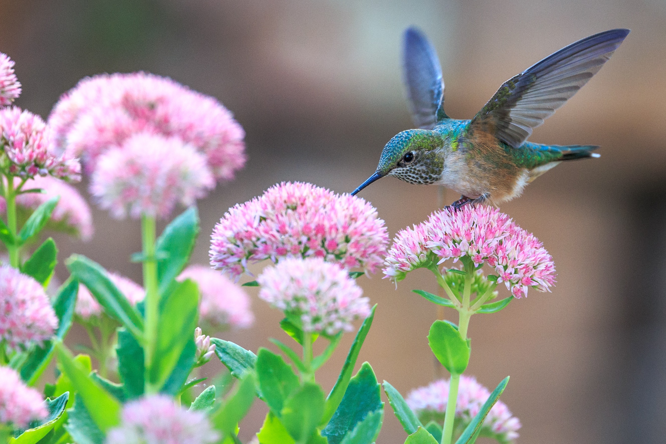 Обои цветы, крылья, птица, клюв, перья, колибри, крыдья, flowers, wings, bird, beak, feathers, hummingbird разрешение 2658x1772 Загрузить