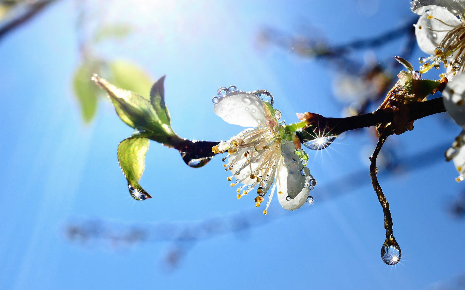 Обои ветка, природа, цветение, капли, весна, яблоня, branch, nature, flowering, drops, spring, apple разрешение 1920x1200 Загрузить