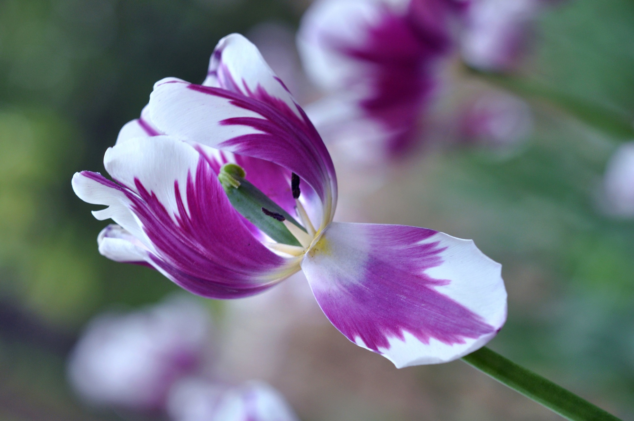 Обои макро, цветок, лепестки, размытость, весна, тюльпан, macro, flower, petals, blur, spring, tulip разрешение 2048x1360 Загрузить