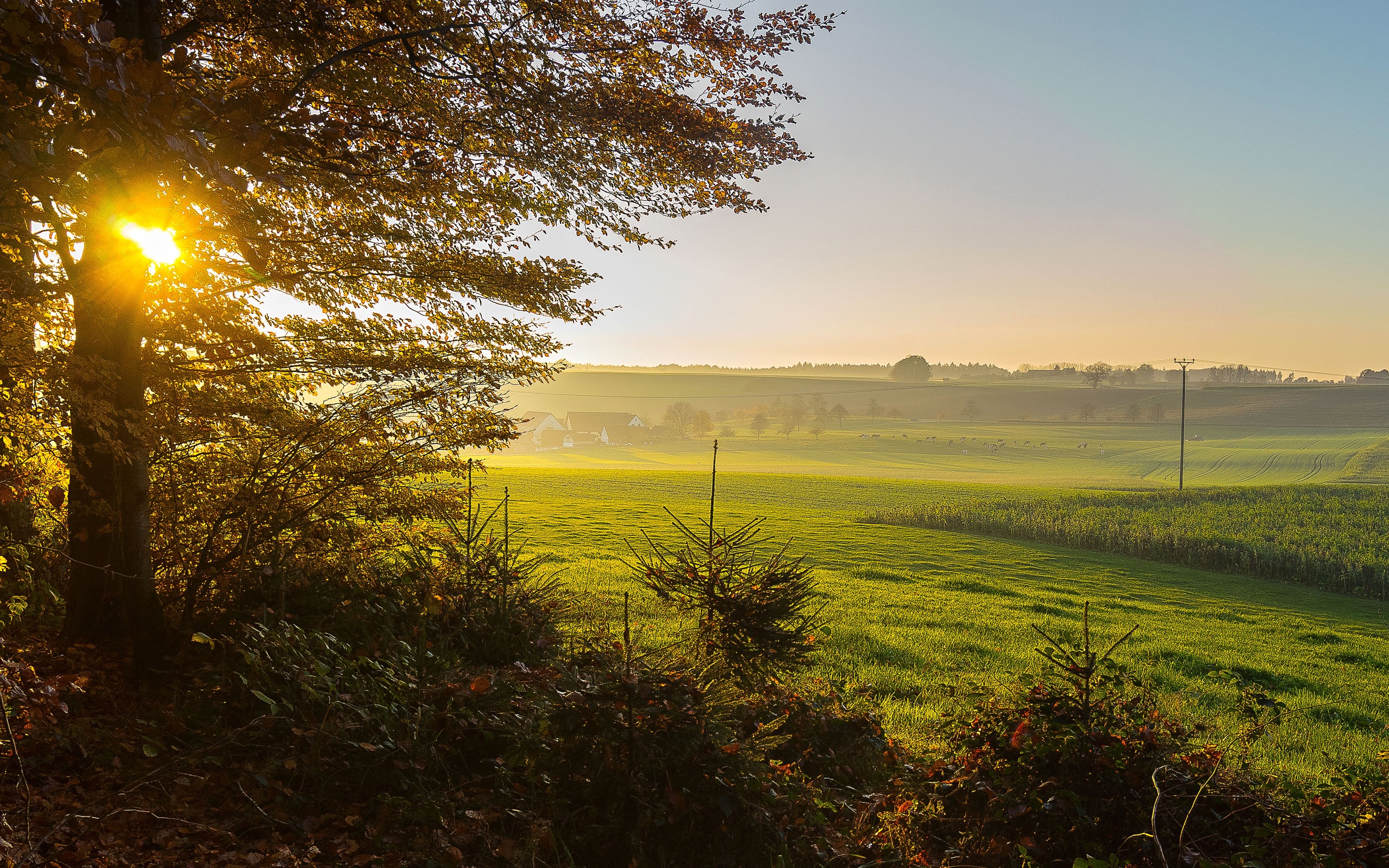 Обои трава, природа, дерево, пейзаж, утро, поле, рассвет, германия, grass, nature, tree, landscape, morning, field, dawn, germany разрешение 2560x1600 Загрузить