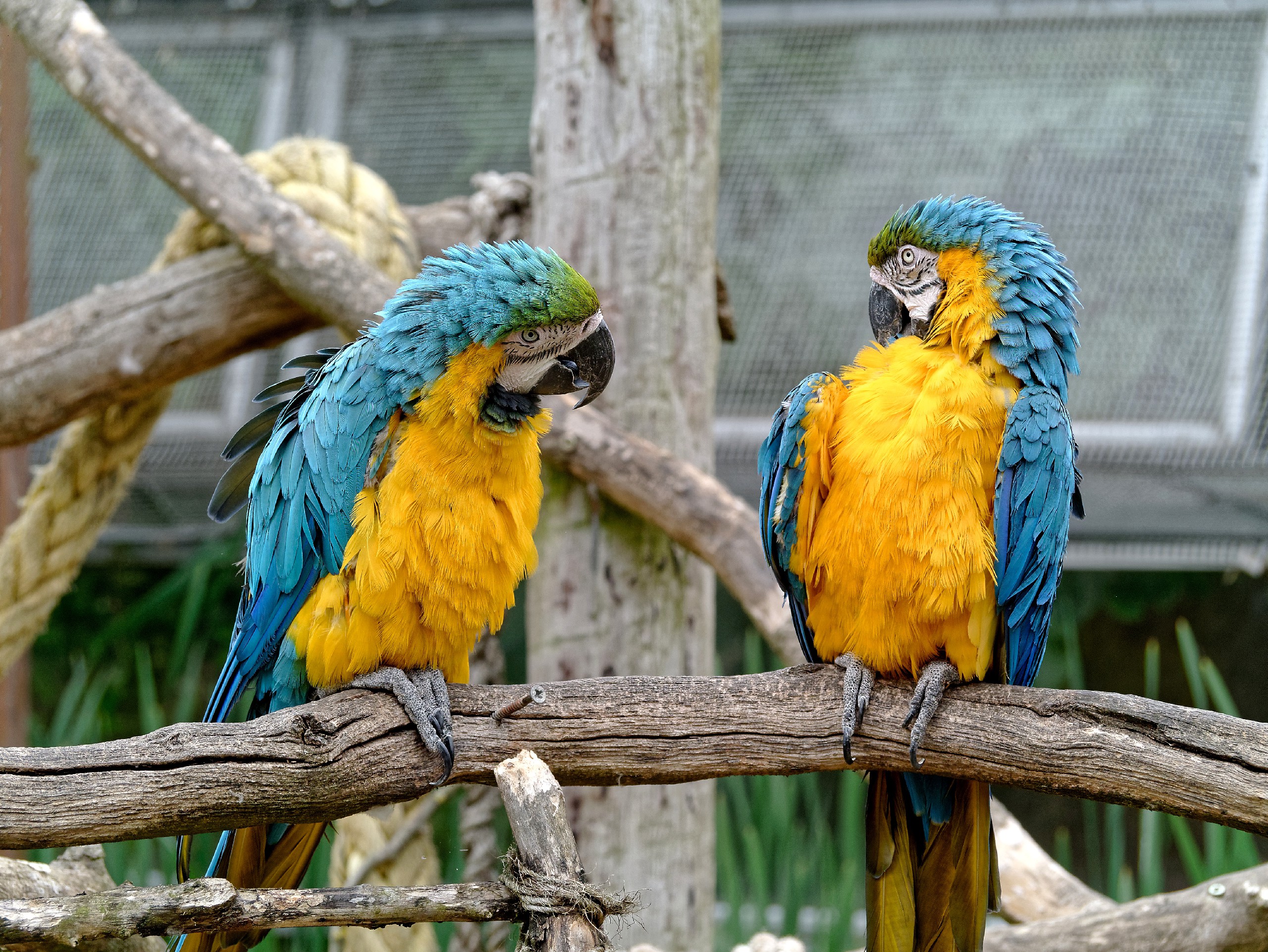 Обои птицы, пара, зоопарк, попугаи, birds, pair, zoo, parrots разрешение 2560x1922 Загрузить