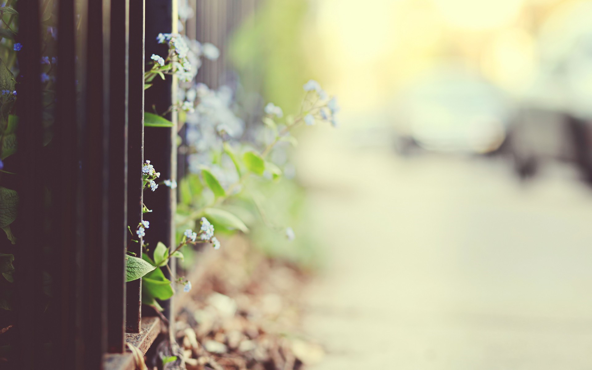 Обои цветы, макро, забор, боке, flowers, macro, the fence, bokeh разрешение 1920x1200 Загрузить