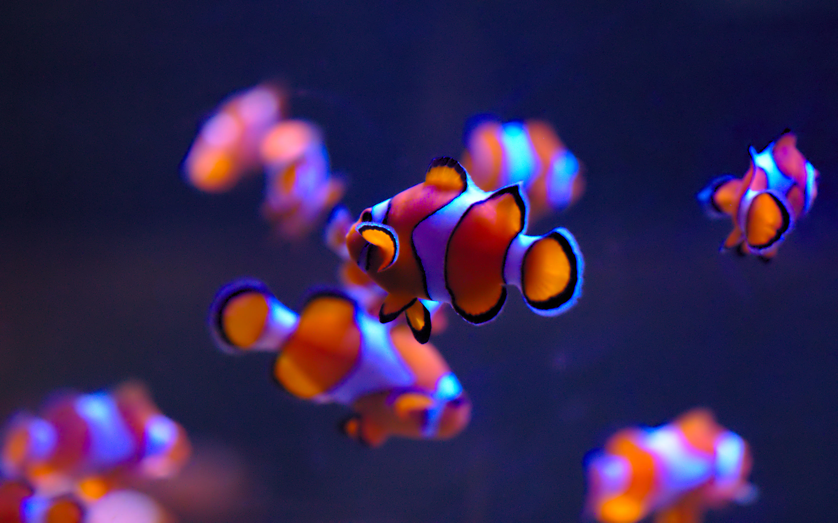 Обои море, рыбки, рыбы, подводный мир, рыба-клоун, sea, fish, underwater world, clown fish разрешение 2880x1800 Загрузить