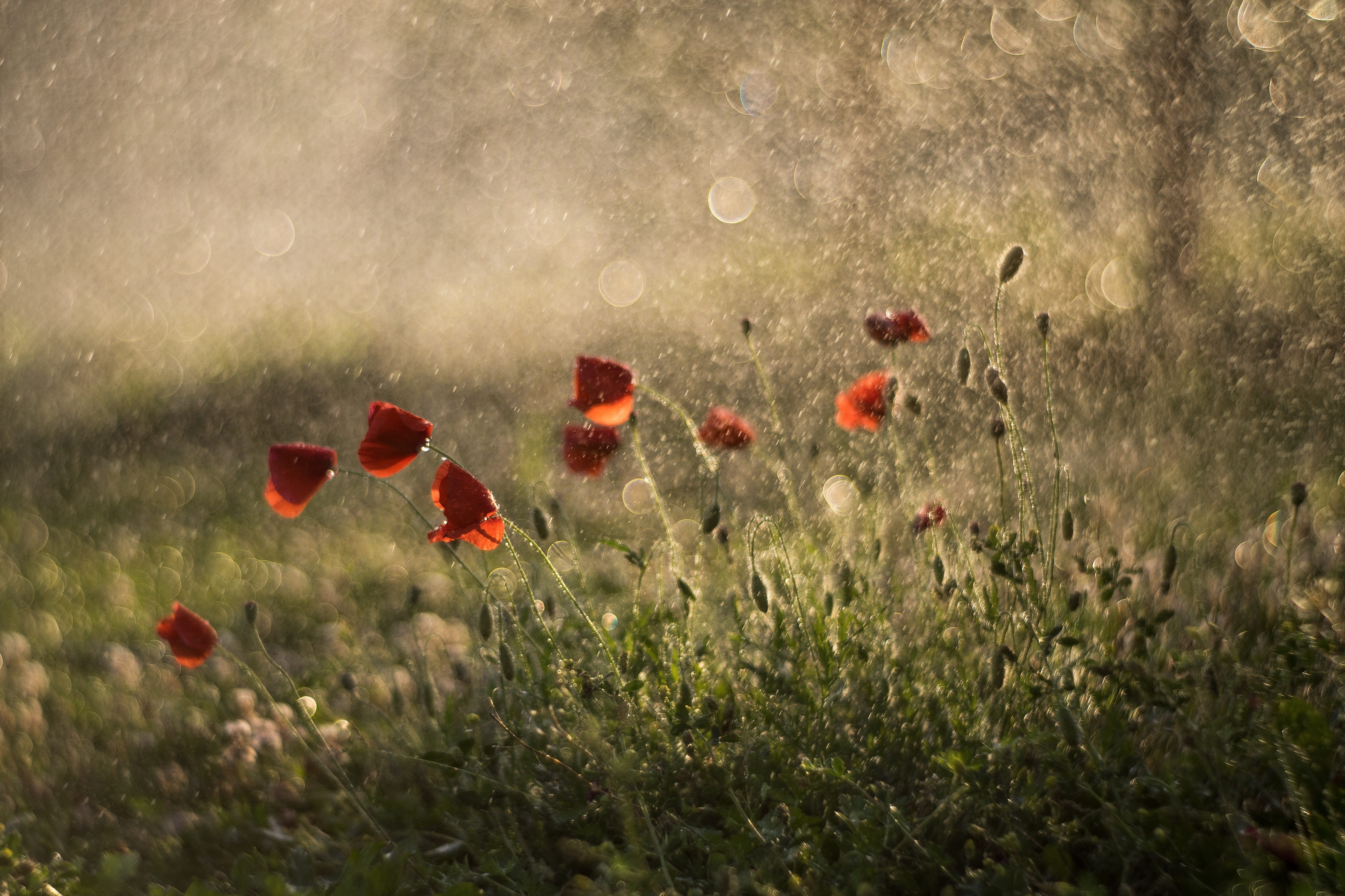 Обои красные, маки, дождь, боке,  цветы, летнее, red, maki, rain, bokeh, flowers, summer разрешение 4998x3332 Загрузить