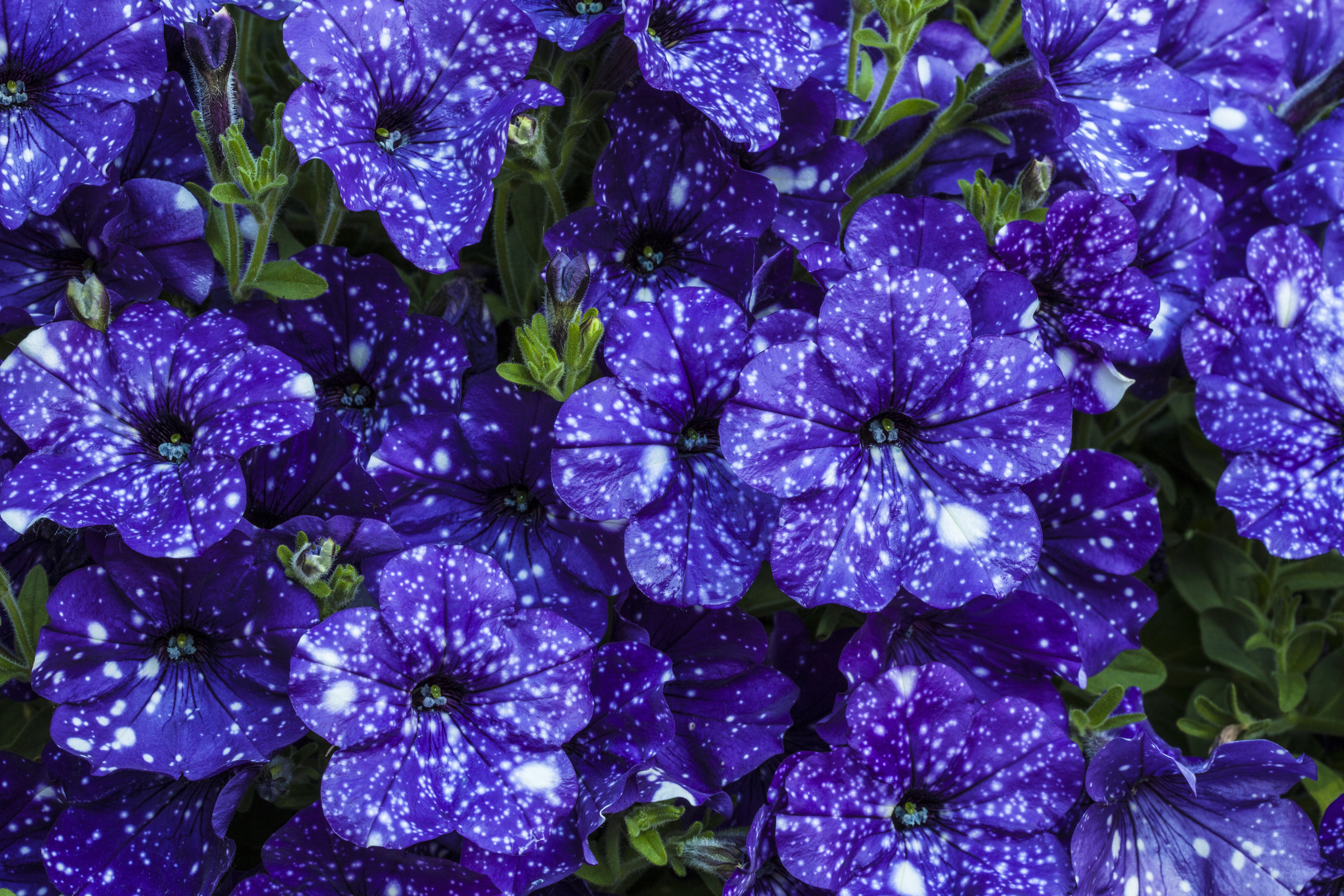Обои цветы, красивые, фиолетовые, петунья, flowers, beautiful, purple, petunia разрешение 5616x3744 Загрузить