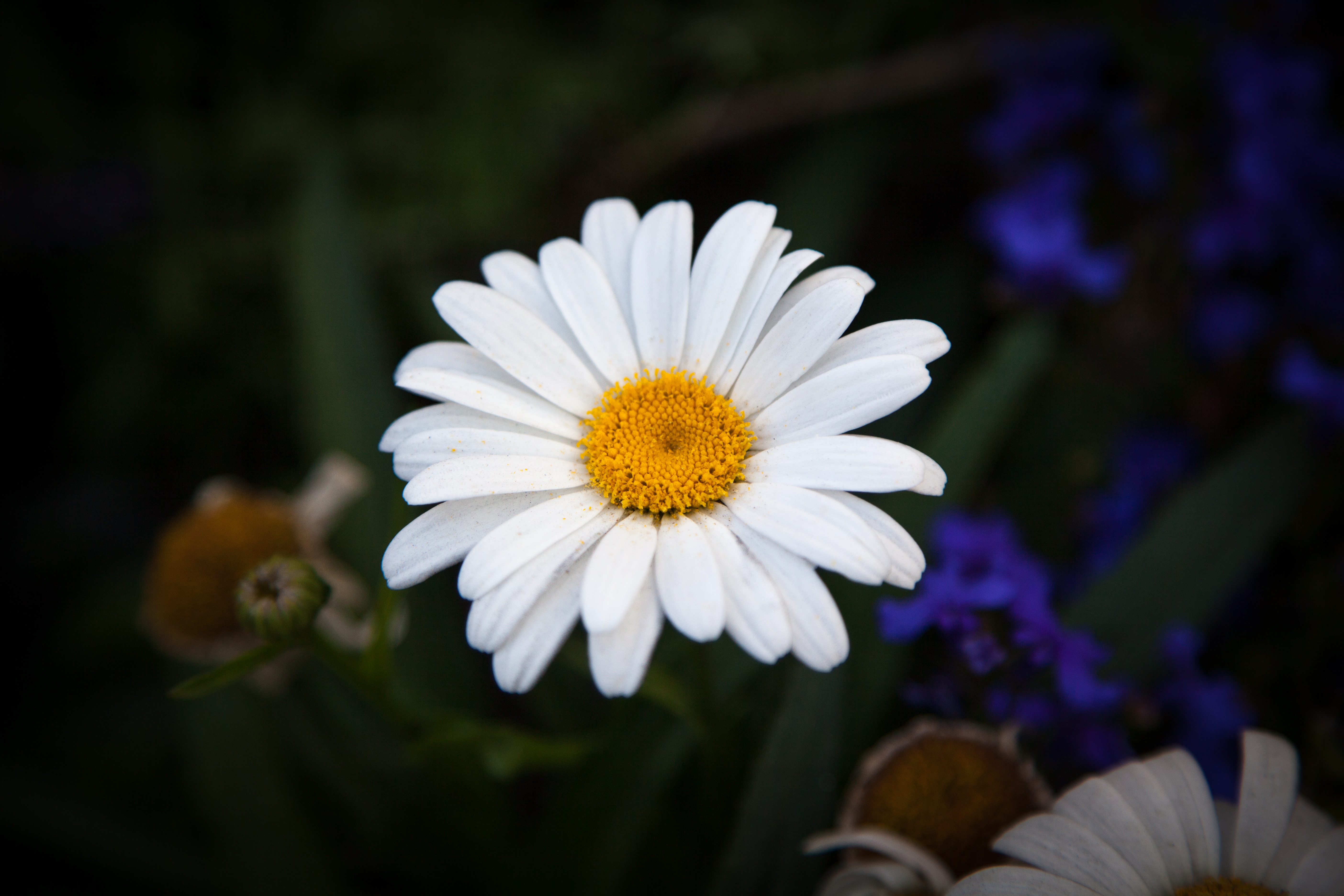 Обои лепестки, ромашки,  цветы, petals, chamomile, flowers разрешение 5616x3744 Загрузить