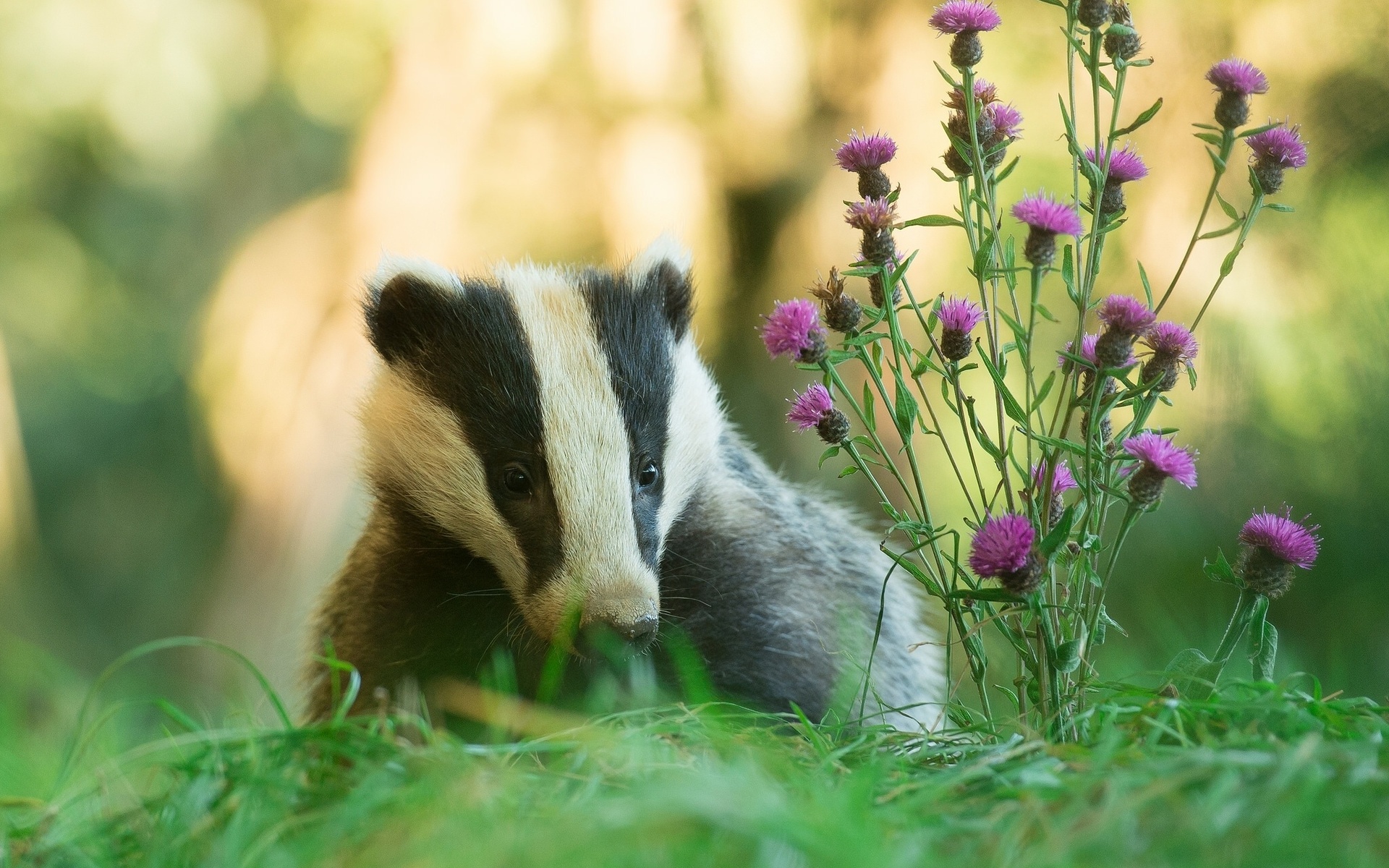 Обои цветы, трава, природа, животное, барсук, flowers, grass, nature, animal, badger разрешение 1920x1200 Загрузить