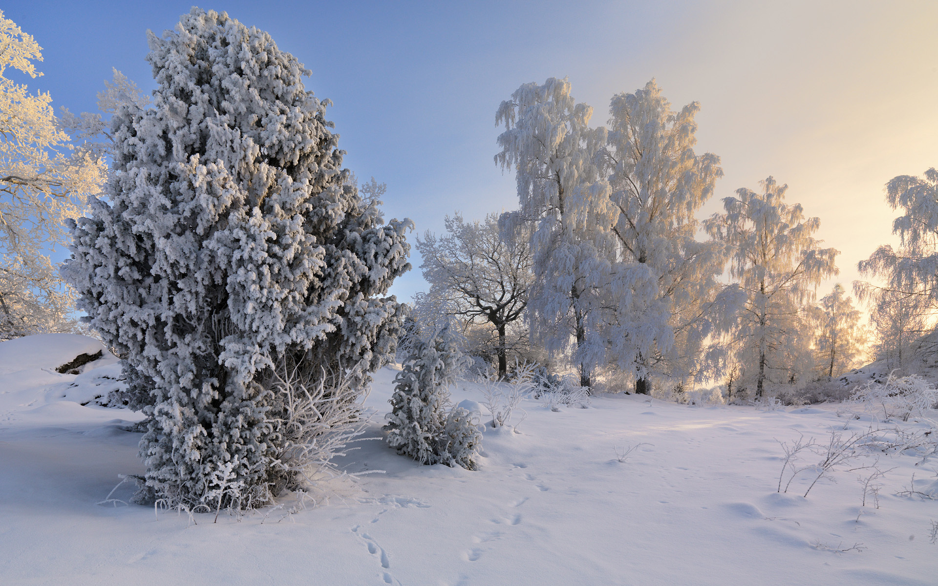 Обои деревья, снег, зима, пейзаж, иней, швеция,     деревья, trees, snow, winter, landscape, frost, sweden разрешение 1920x1200 Загрузить