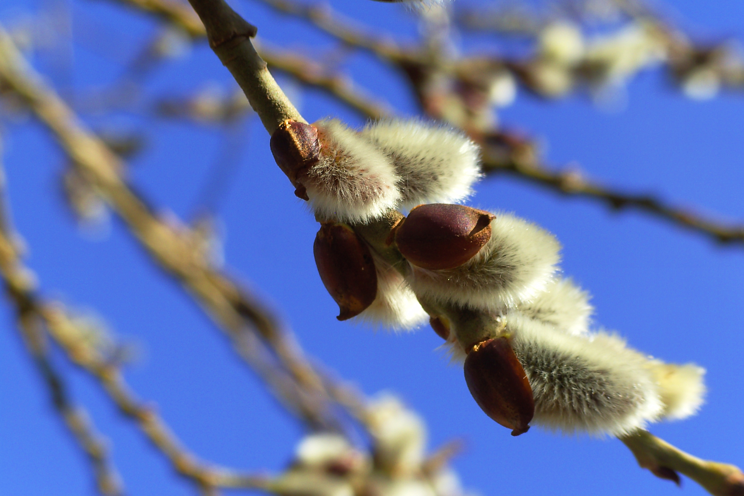 Обои небо, ветка, природа, весна, верба, the sky, branch, nature, spring, verba разрешение 2560x1708 Загрузить