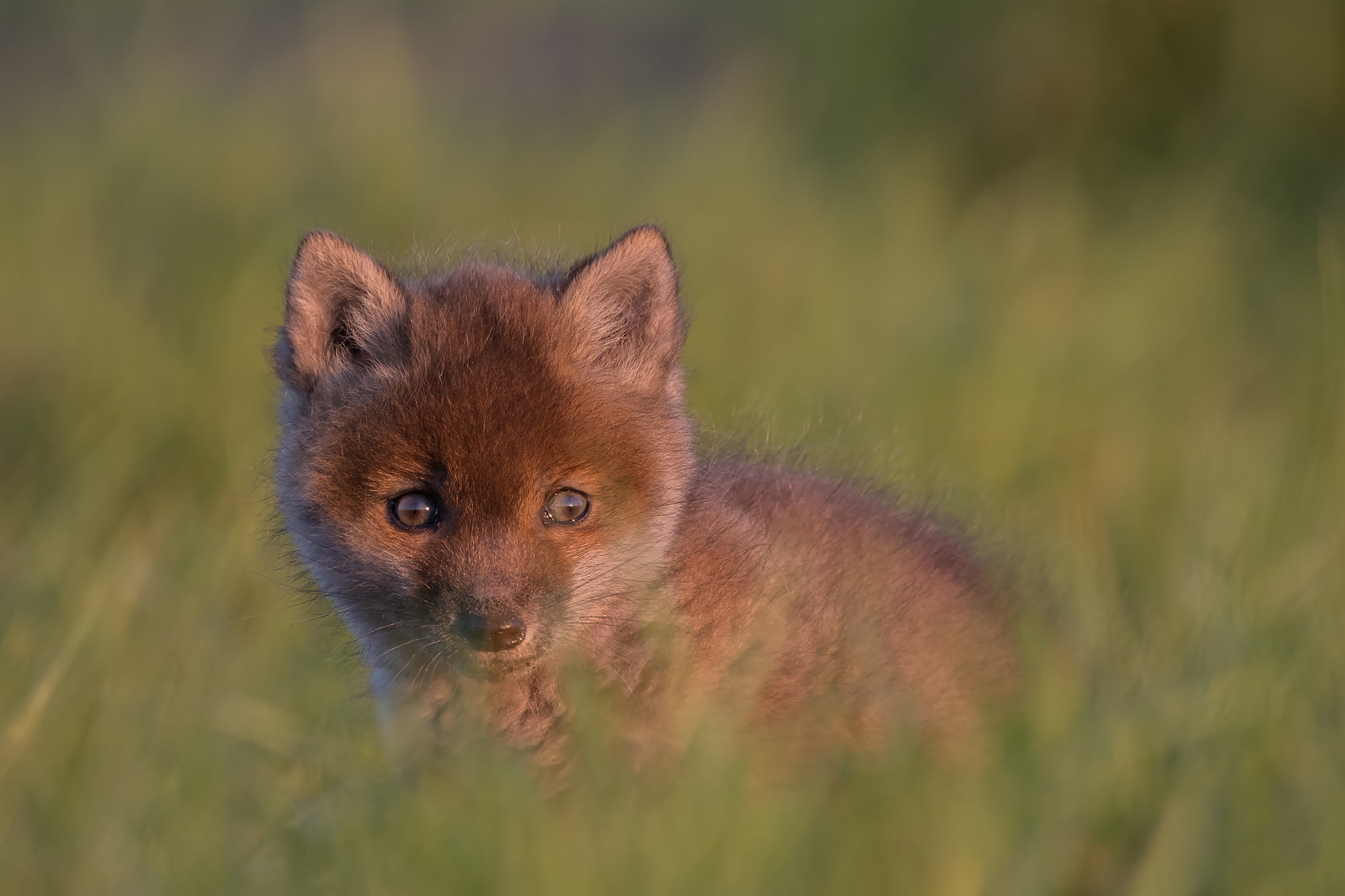 Обои взгляд, малыш, детеныш, боке, лисенок, look, baby, cub, bokeh, fox разрешение 2048x1365 Загрузить