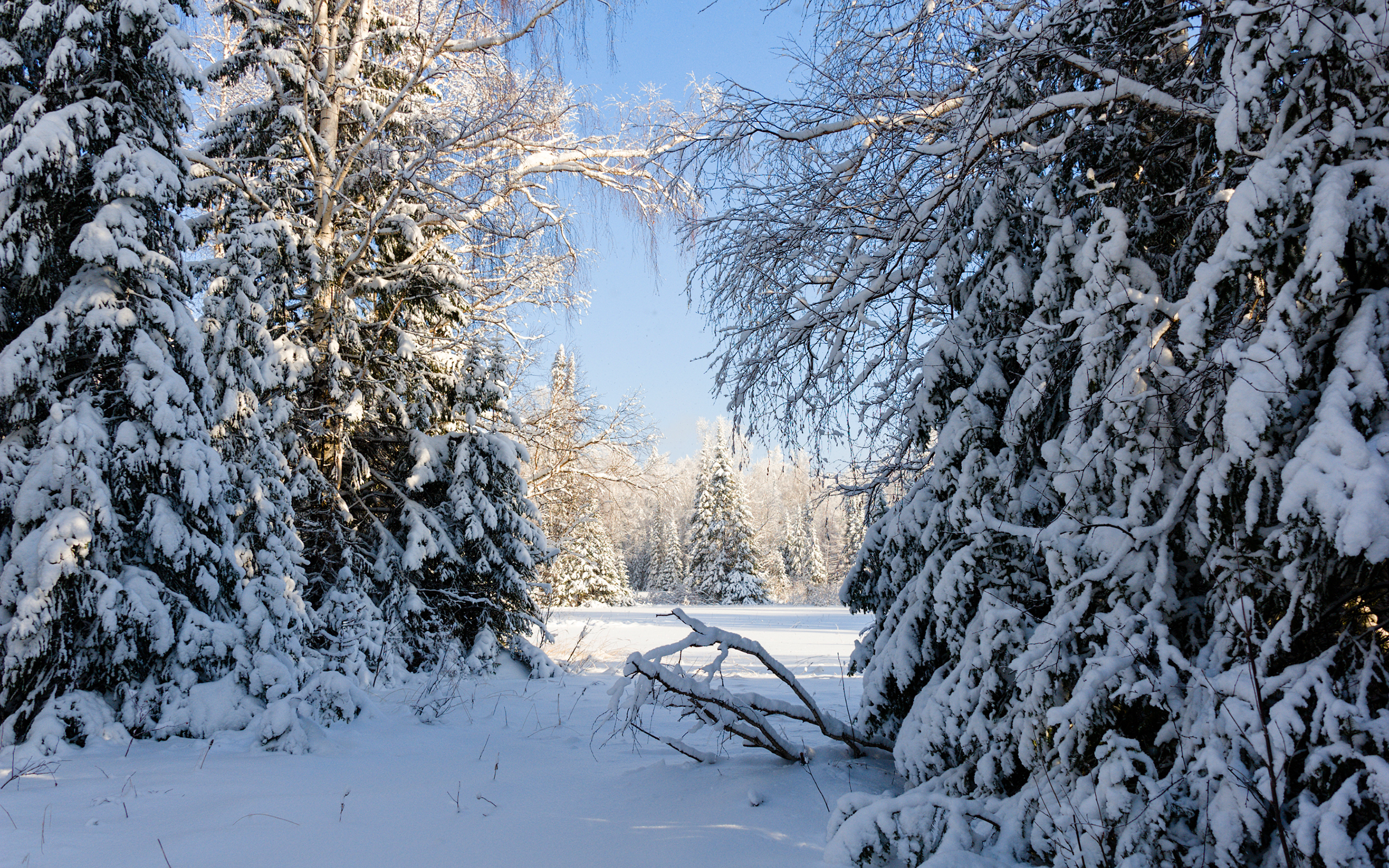 Русский лес зимой