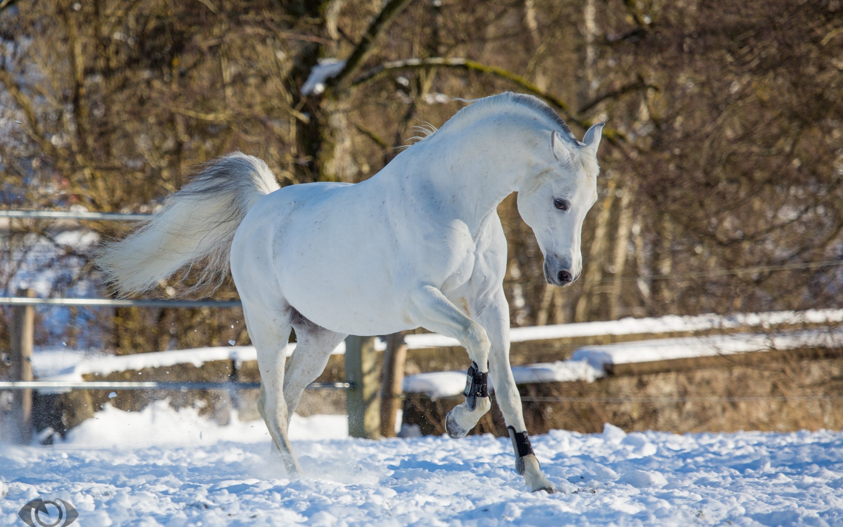 Обои лошадь, снег, зима, конь, бег, грация, (с) oliverseitz, horse, snow, winter, running, grace, (c) oliverseitz разрешение 2880x1800 Загрузить