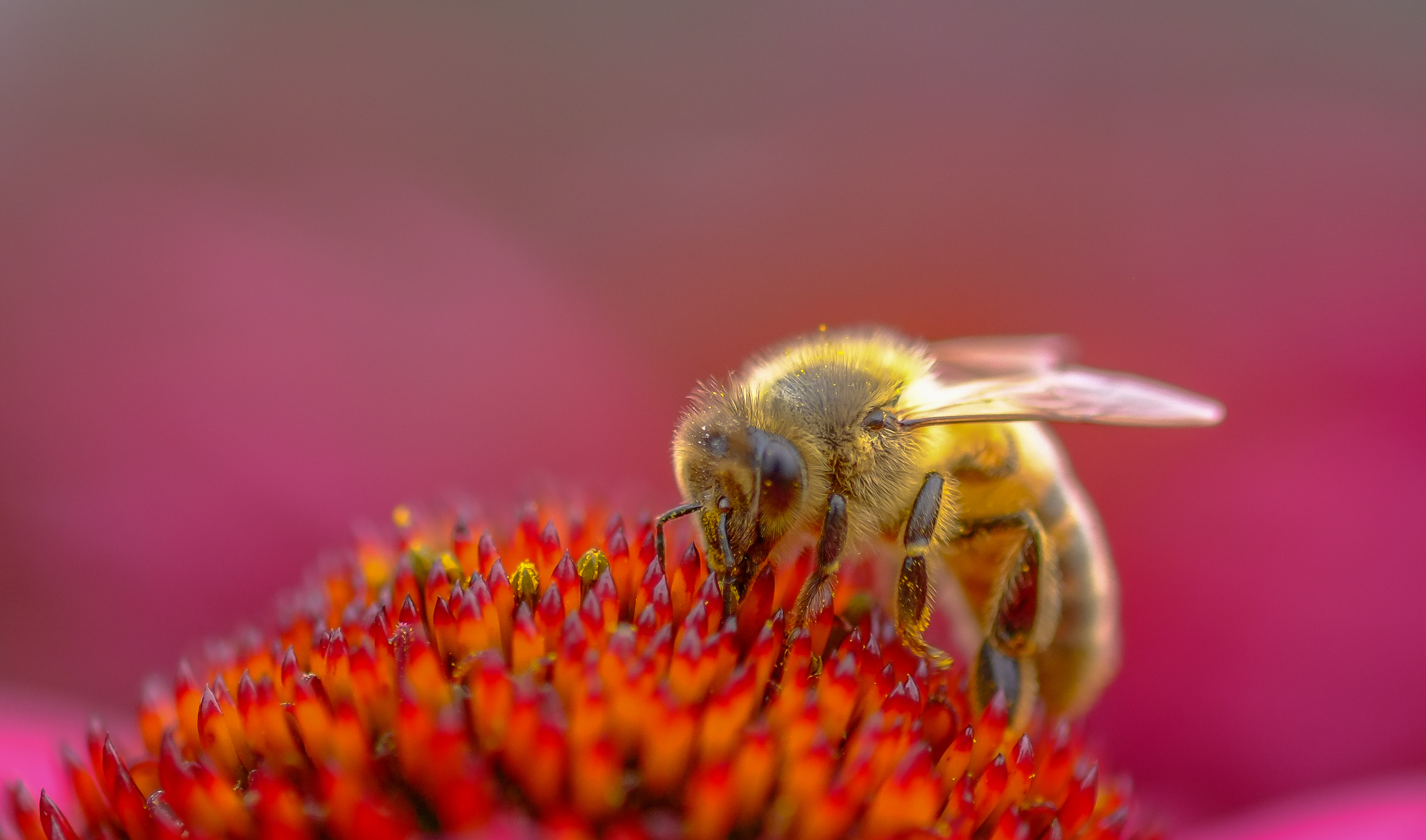 Обои насекомое, цветок, пчела, пыльца, эхинацея, insect, flower, bee, pollen, echinacea разрешение 2955x1741 Загрузить