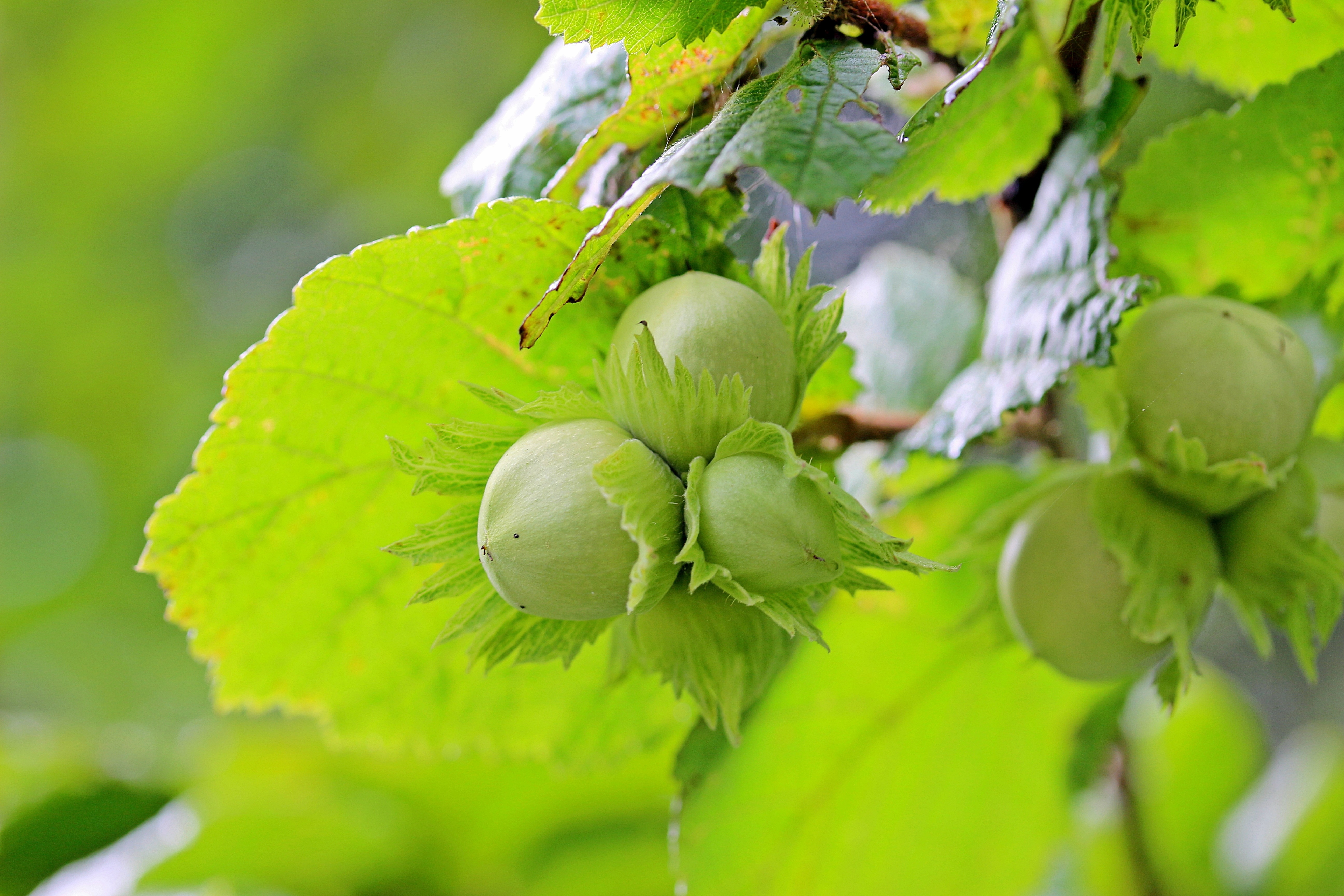 Обои листья, орехи, фундук, лесной орех, лещина, leaves, nuts, hazelnuts, hazelnut, hazel разрешение 5184x3456 Загрузить