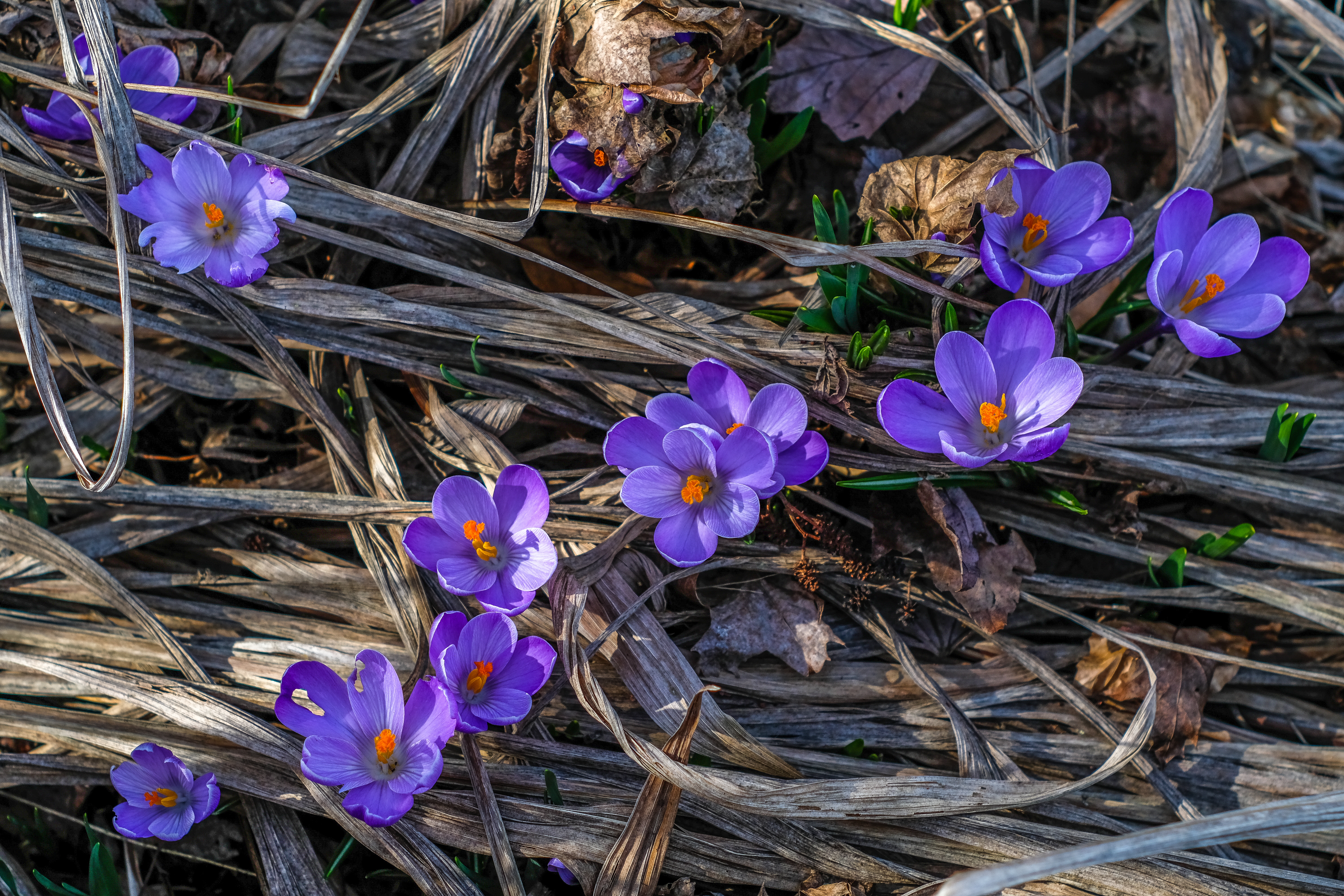 Фиолетовые цветы ранней весной