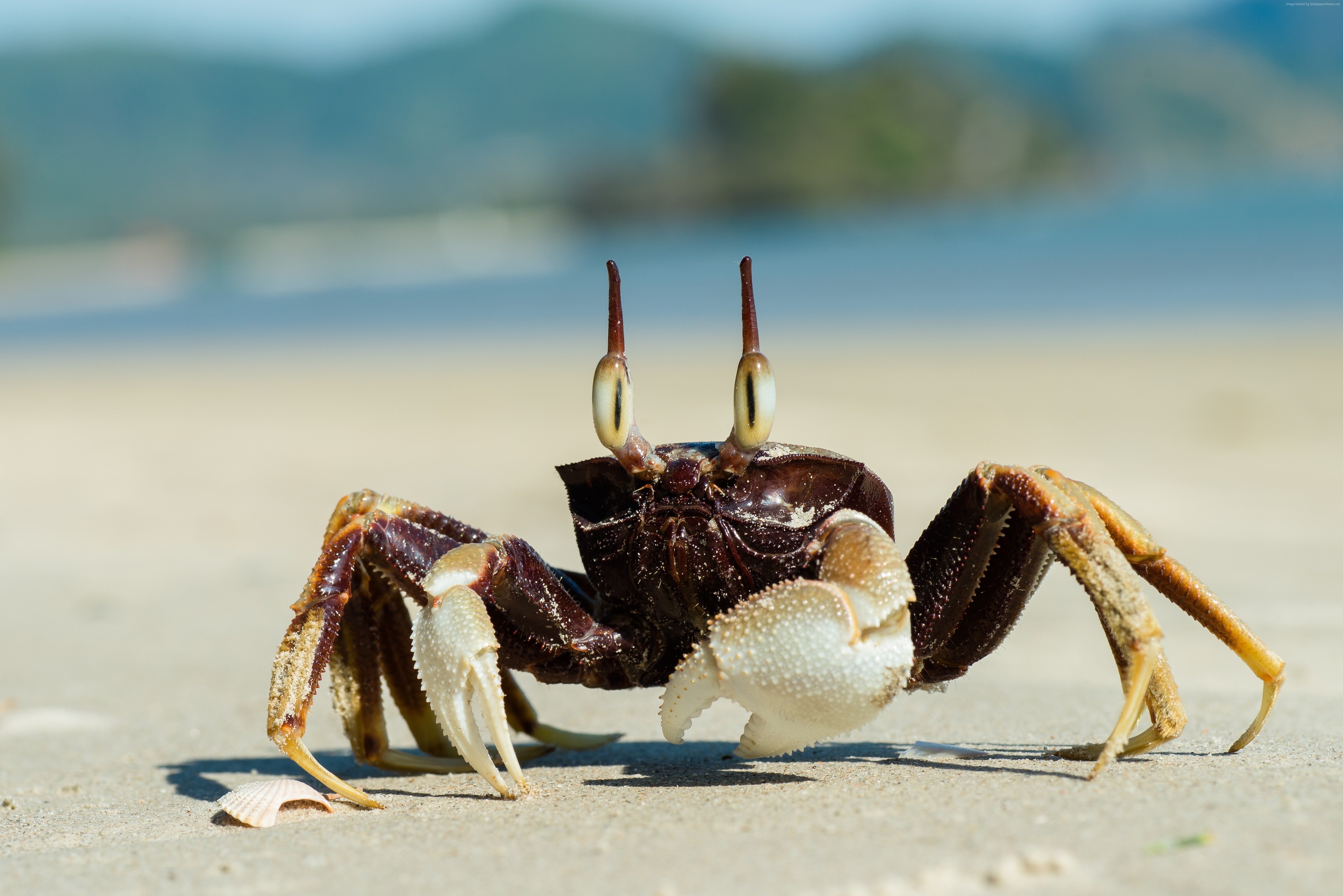 Обои песок, пляж, краб, клешни, sand, beach, crab, claws разрешение 5659x3777 Загрузить