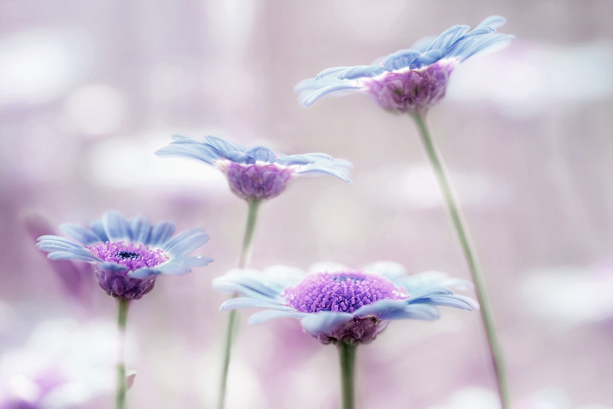 Обои макро, лепестки, стебли, сиреневый, аргирантемум, macro, petals, stems, lilac, argyranthemum разрешение 2048x1366 Загрузить