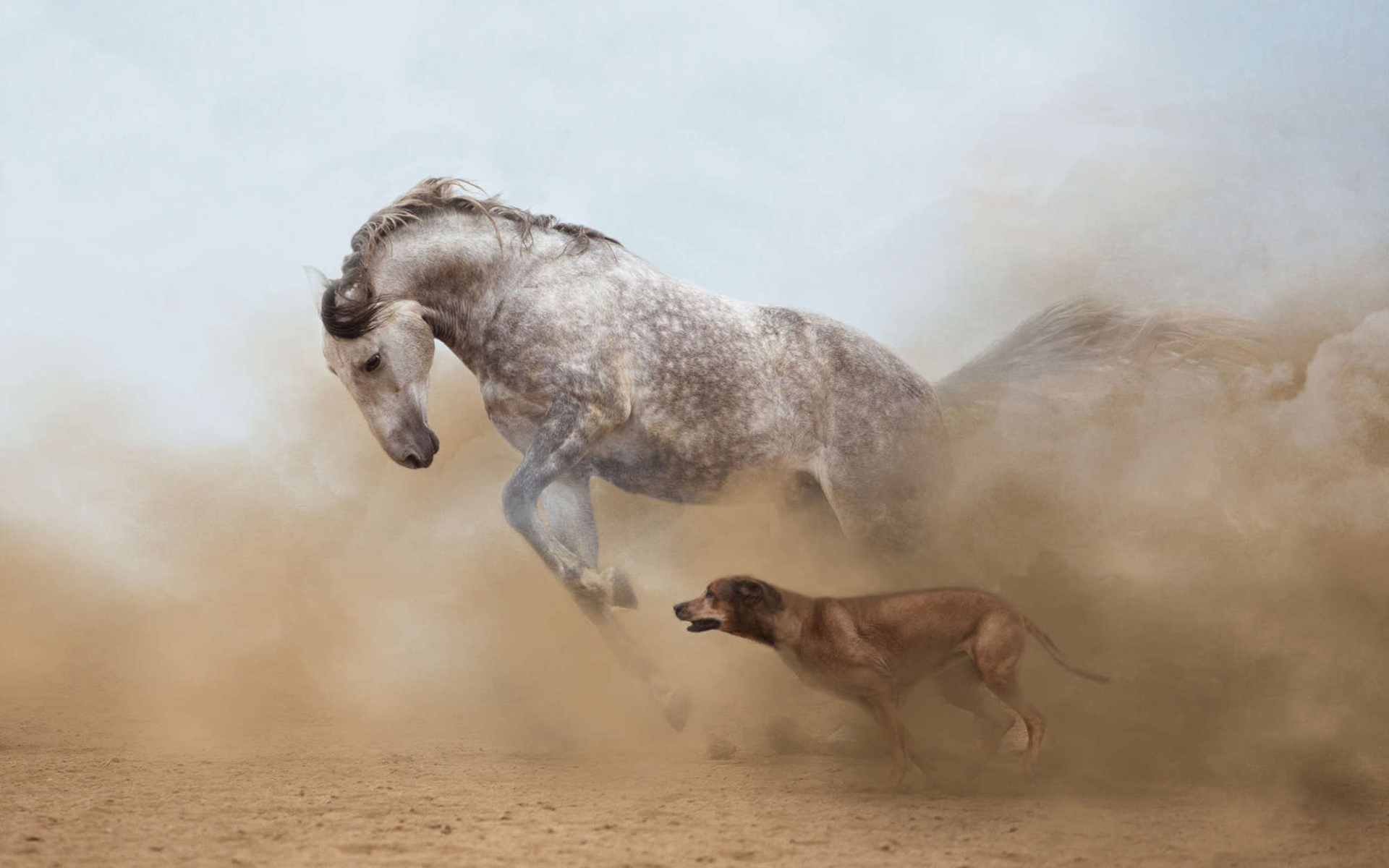 Обои лошадь, собака, пыль, бег, horse, dog, dust, running разрешение 1920x1200 Загрузить