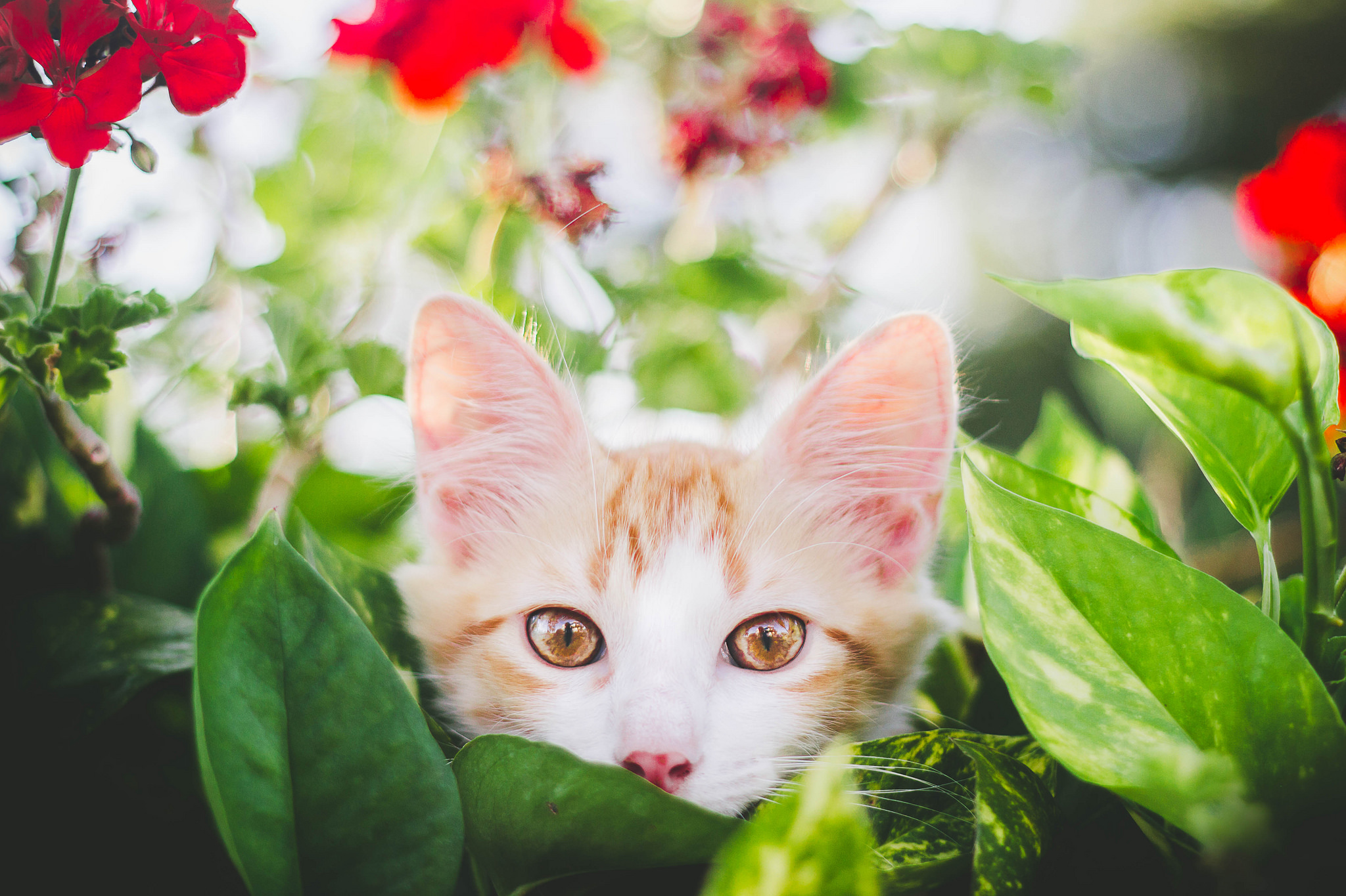 Обои глаза, цветы, листья, фон, усы, кошка, взгляд, котенок, eyes, flowers, leaves, background, mustache, cat, look, kitty разрешение 2048x1365 Загрузить