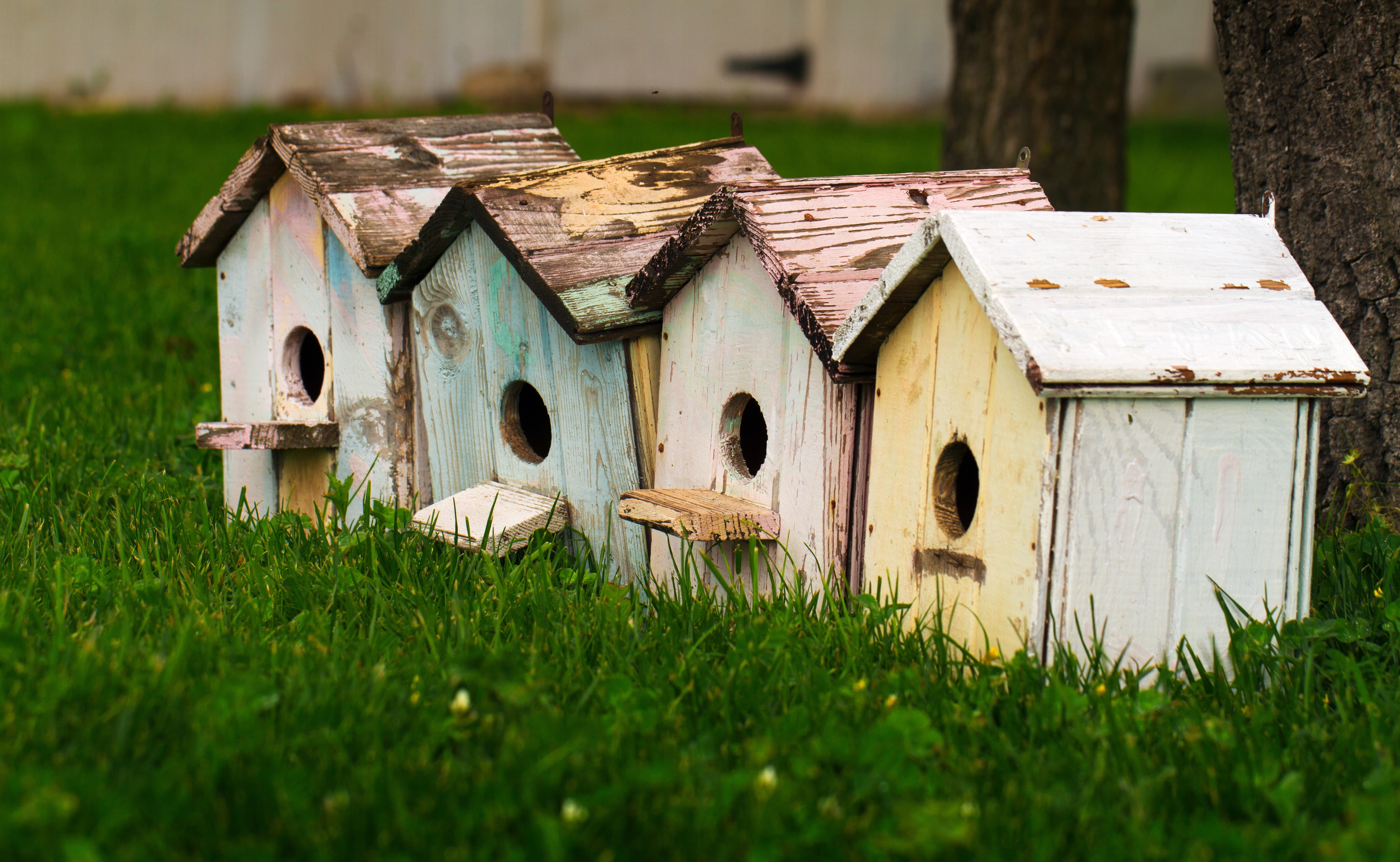 Обои трава, домики, крупный план, птичьи домики, скворечники, grass, houses, close-up, bird houses, birdhouses разрешение 5184x3192 Загрузить