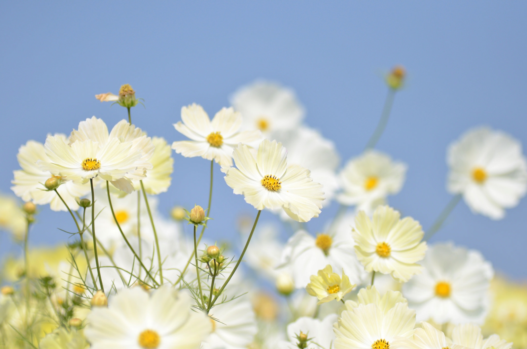 Обои небо, цветы, бутоны, лепестки, белые, крупный план, космея, the sky, flowers, buds, petals, white, close-up, kosmeya разрешение 2048x1356 Загрузить