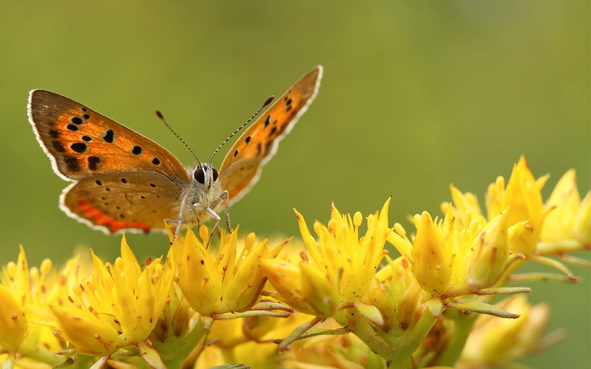 Обои цветы, насекомое, бабочка, крылья, flowers, insect, butterfly, wings разрешение 1920x1200 Загрузить