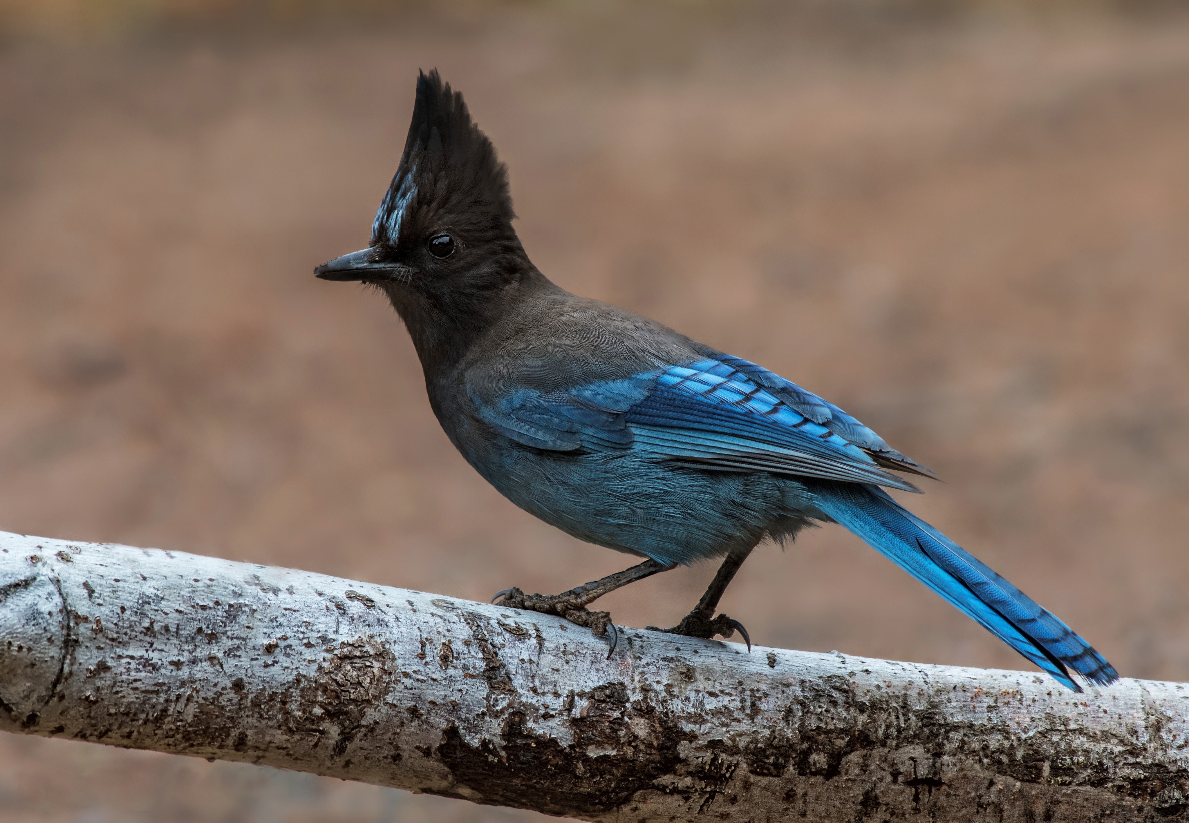 птица с синими крыльями фото и название