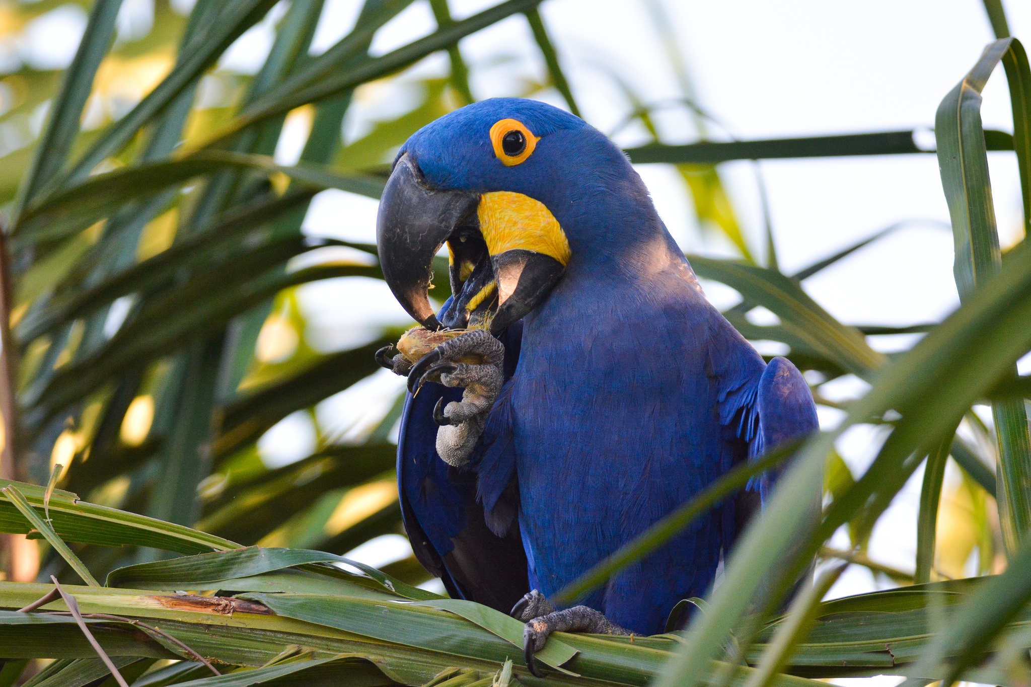 Обои растения, птица, клюв, перья, попугай, ара, plants, bird, beak, feathers, parrot, ara разрешение 2048x1365 Загрузить