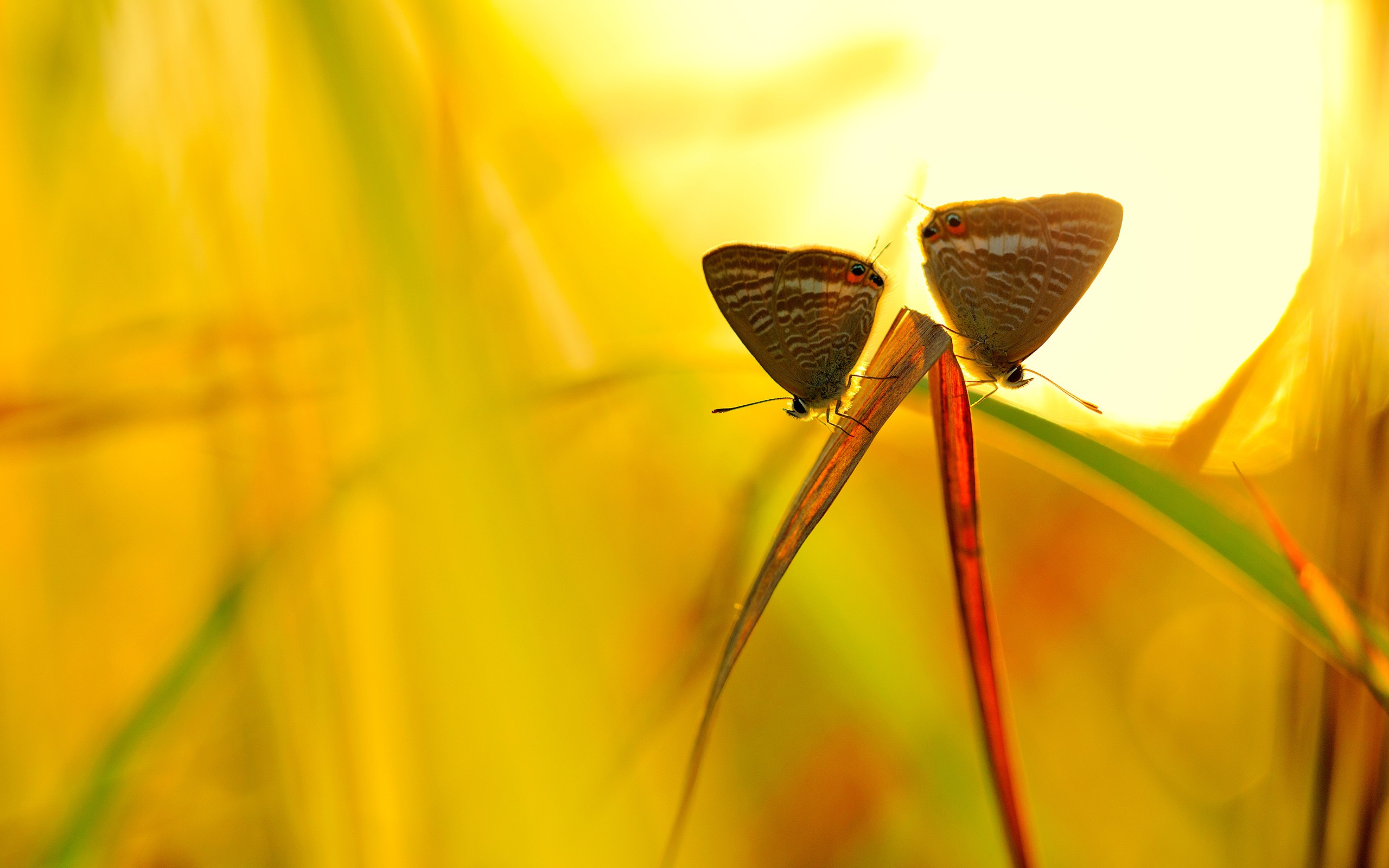 Обои трава, макро, насекомые, бабочки, grass, macro, insects, butterfly разрешение 2560x1600 Загрузить