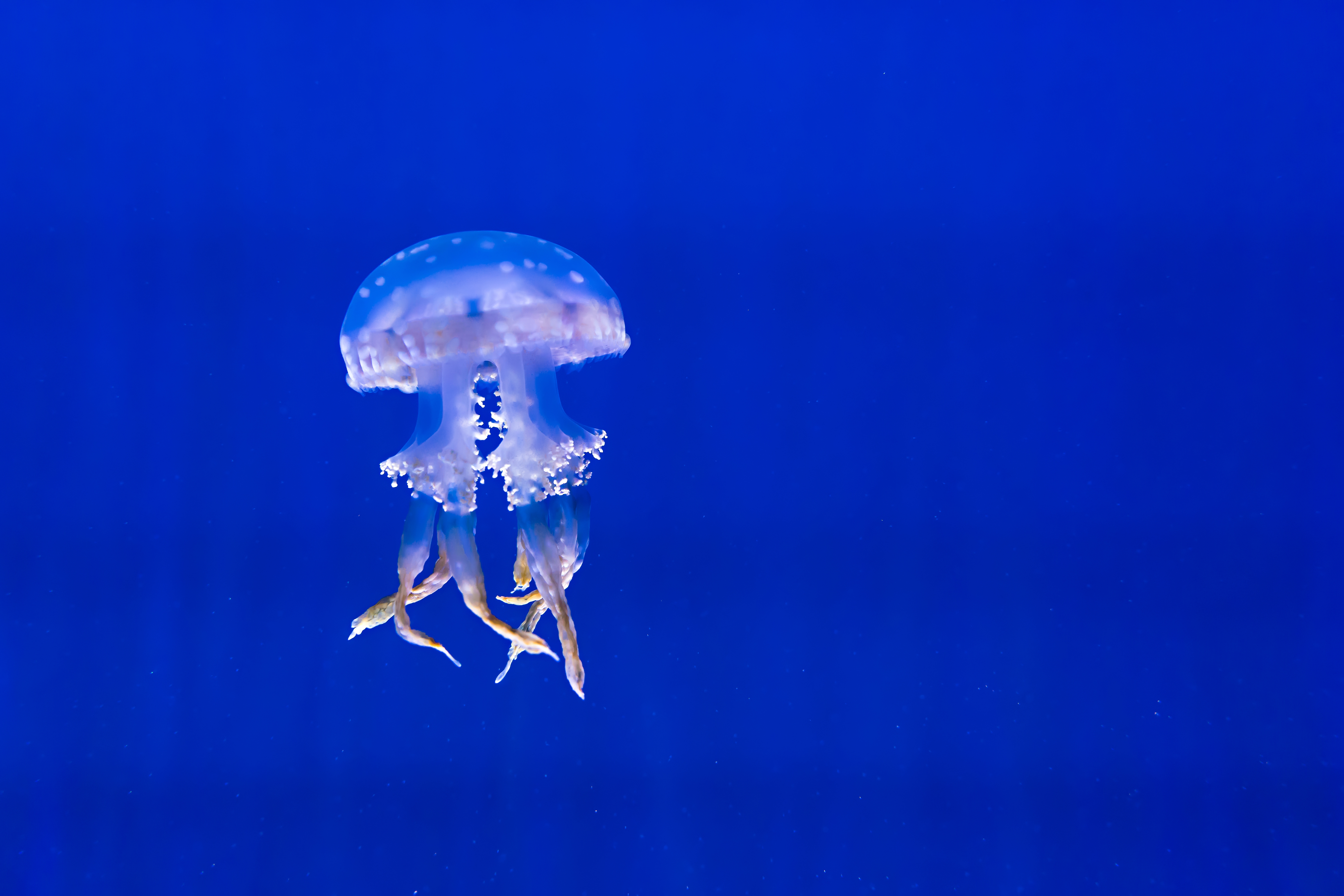 Обои вода, море, медуза, подводный мир, water, sea, medusa, underwater world разрешение 6000x4000 Загрузить