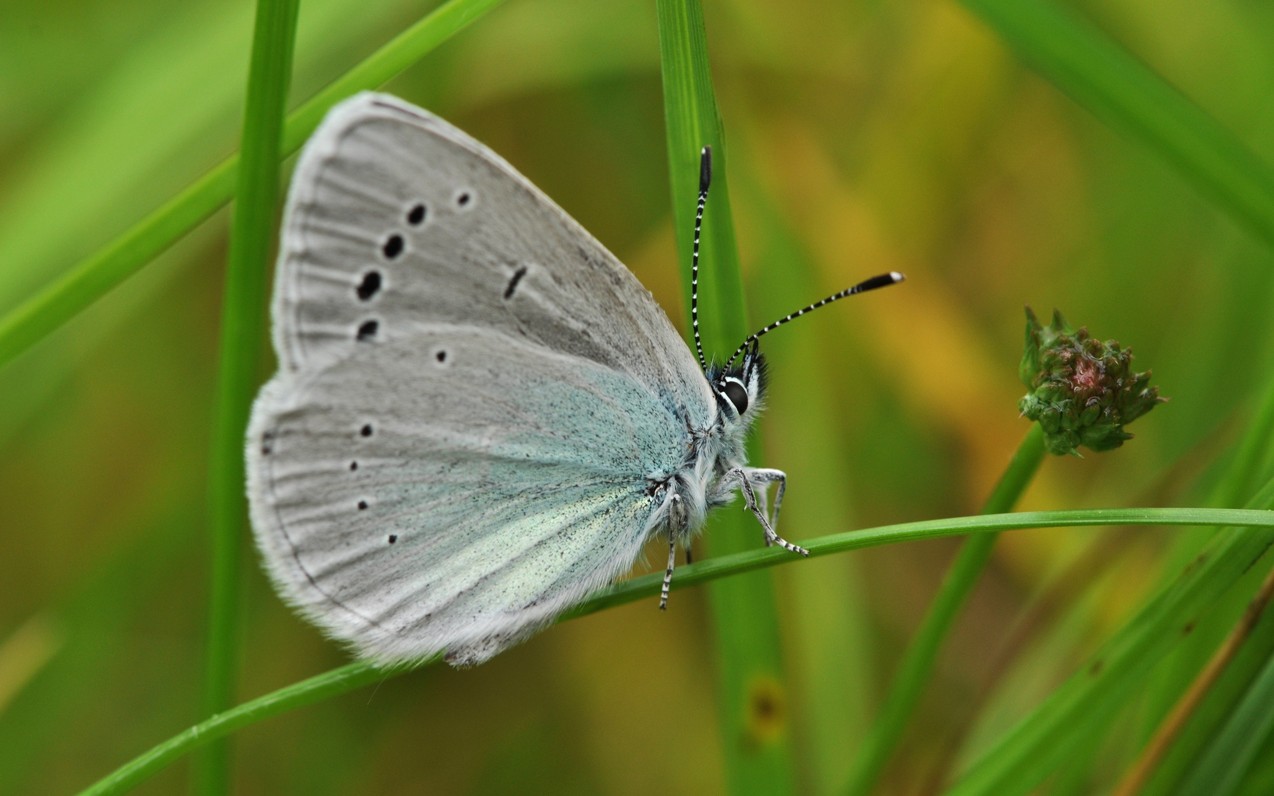 Обои трава, макро, бабочка, крылья, насекомые, голубянка, grass, macro, butterfly, wings, insects, blue разрешение 2560x1600 Загрузить