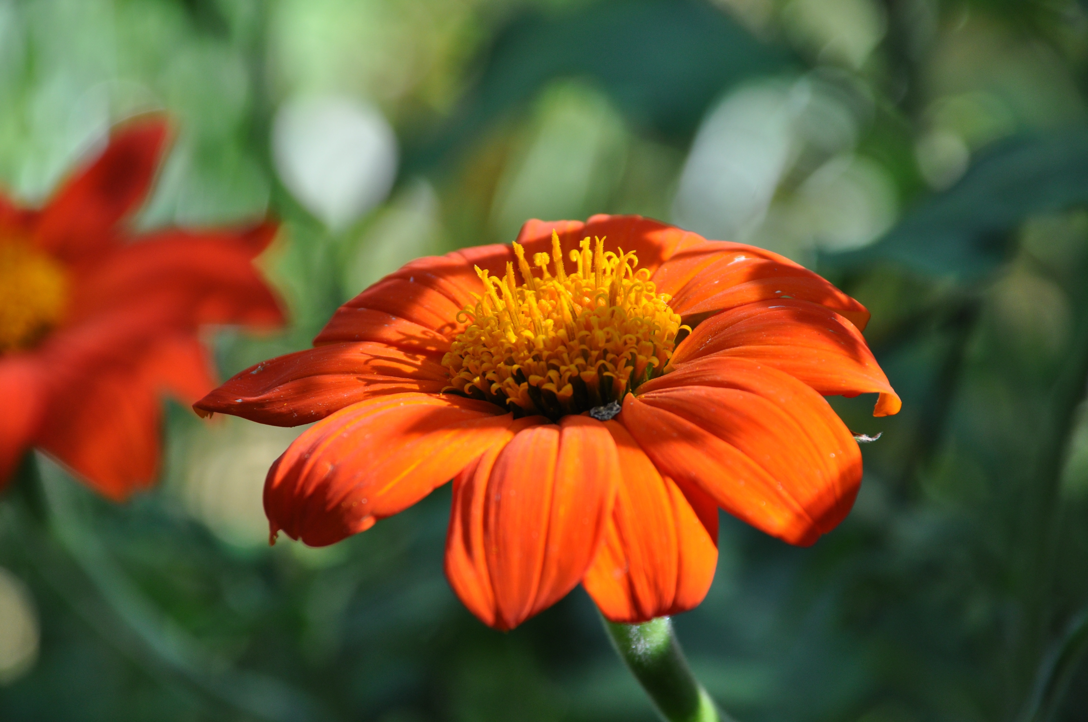 Обои цветы, природа, макро, лепестки, титония, flowers, nature, macro, petals, titania разрешение 4288x2848 Загрузить