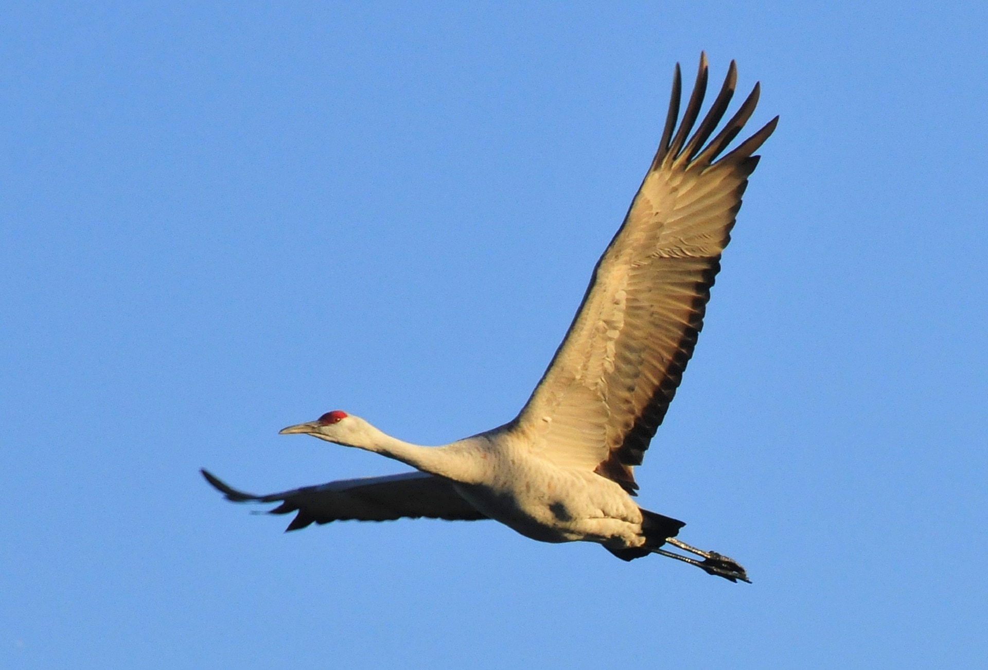 Обои небо, природа, полет, крылья, птица, журавль, the sky, nature, flight, wings, bird, crane разрешение 1920x1302 Загрузить