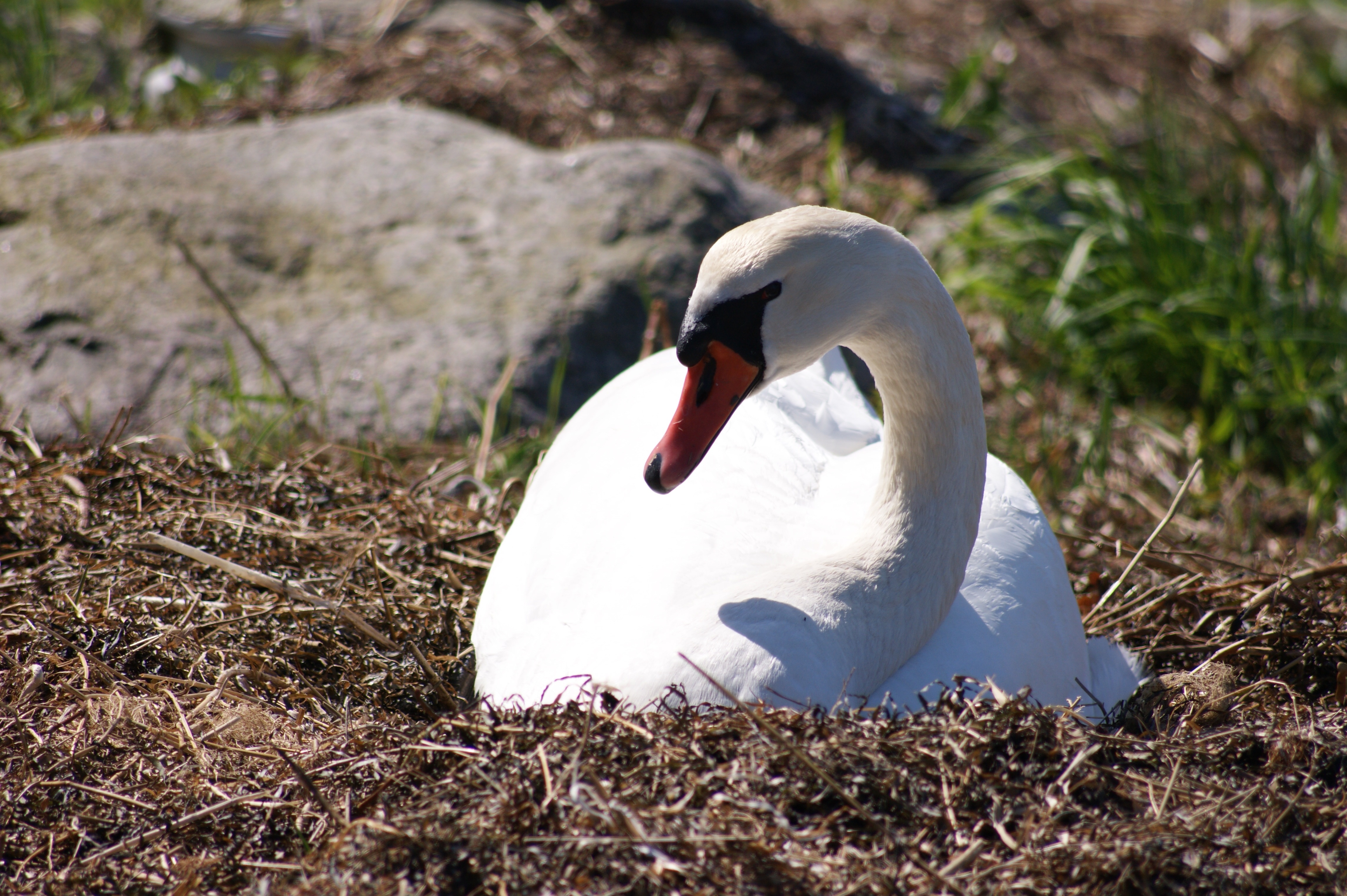 Обои природа, птица, клюв, перья, лебедь, nature, bird, beak, feathers, swan разрешение 4592x3056 Загрузить