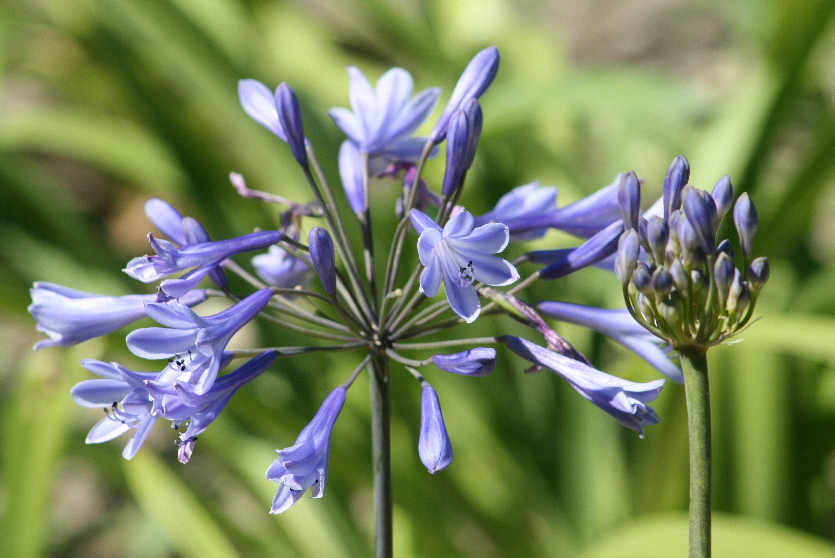 Обои синий, цветок, лепестки, стебли, растение, крупным планом, агапантус, blue, flower, petals, stems, plant, closeup, agapanthus разрешение 2816x1880 Загрузить