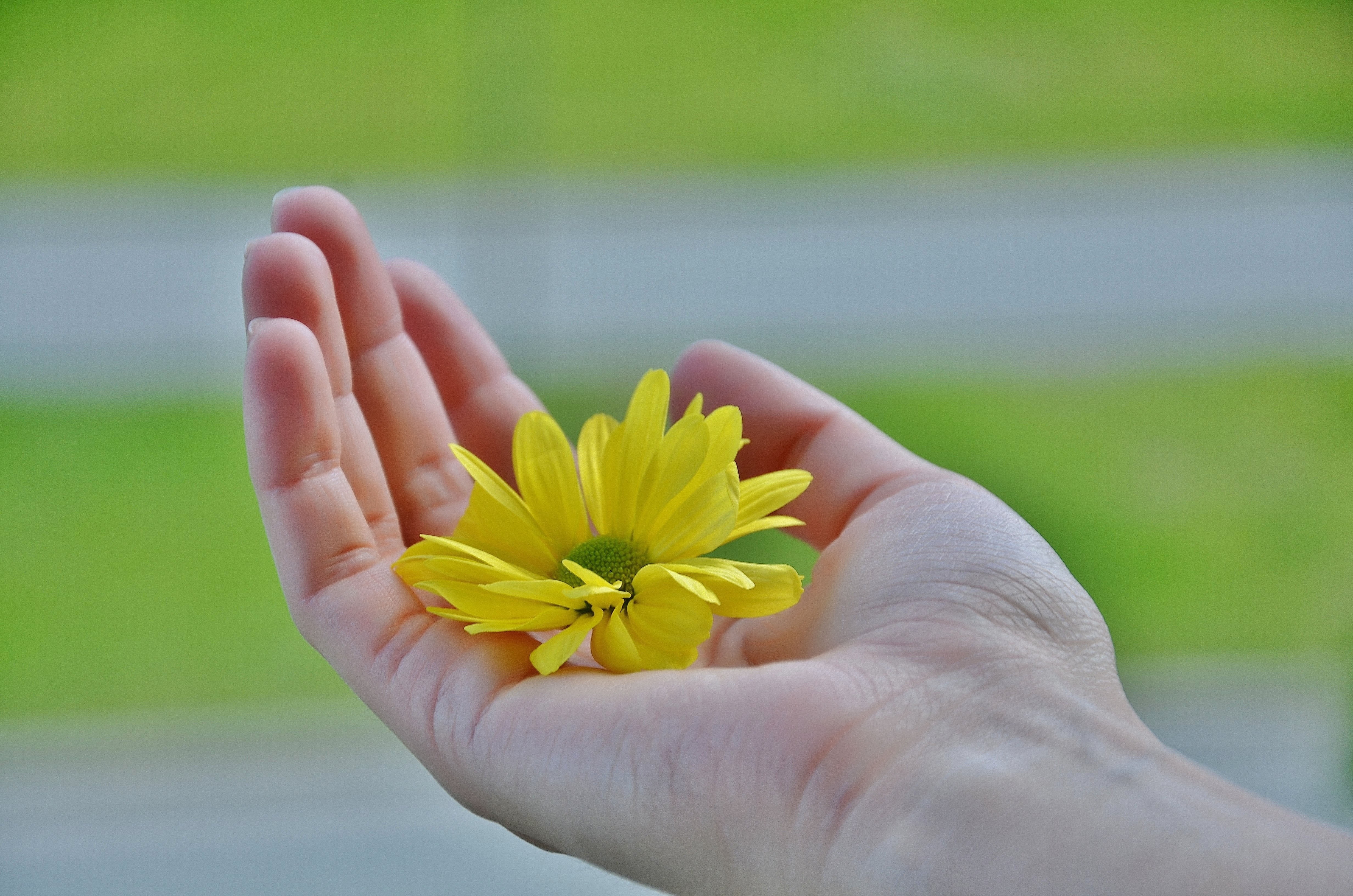 Обои желтый, рука, цветок, лепестки, пальцы, ладонь, yellow, hand, flower, petals, fingers, palm разрешение 4928x3264 Загрузить