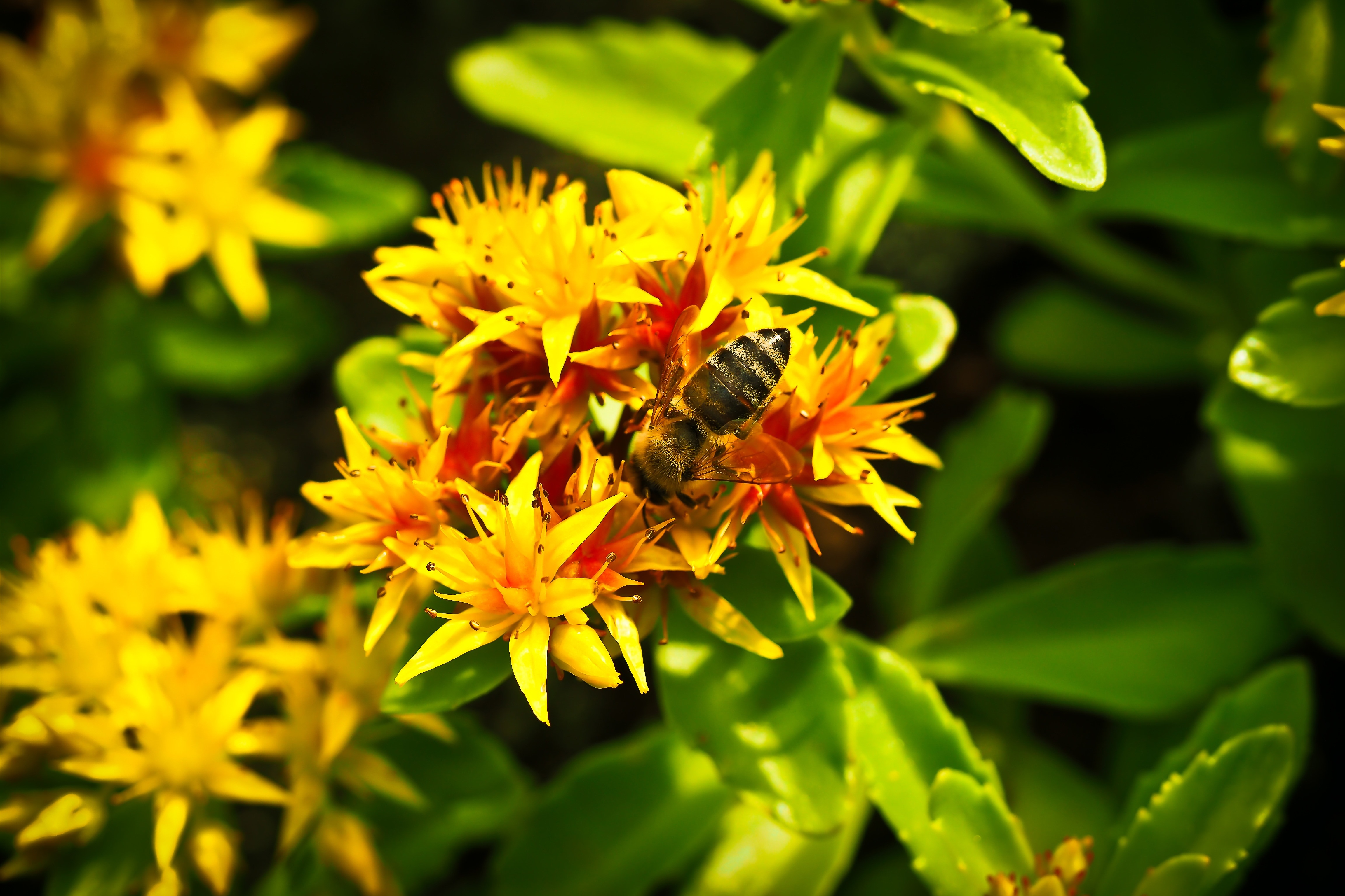 Обои насекомое, цветок, растение, макросъемка, пчела, желтые цветы, insect, flower, plant, macro, bee, yellow flowers разрешение 4608x3072 Загрузить