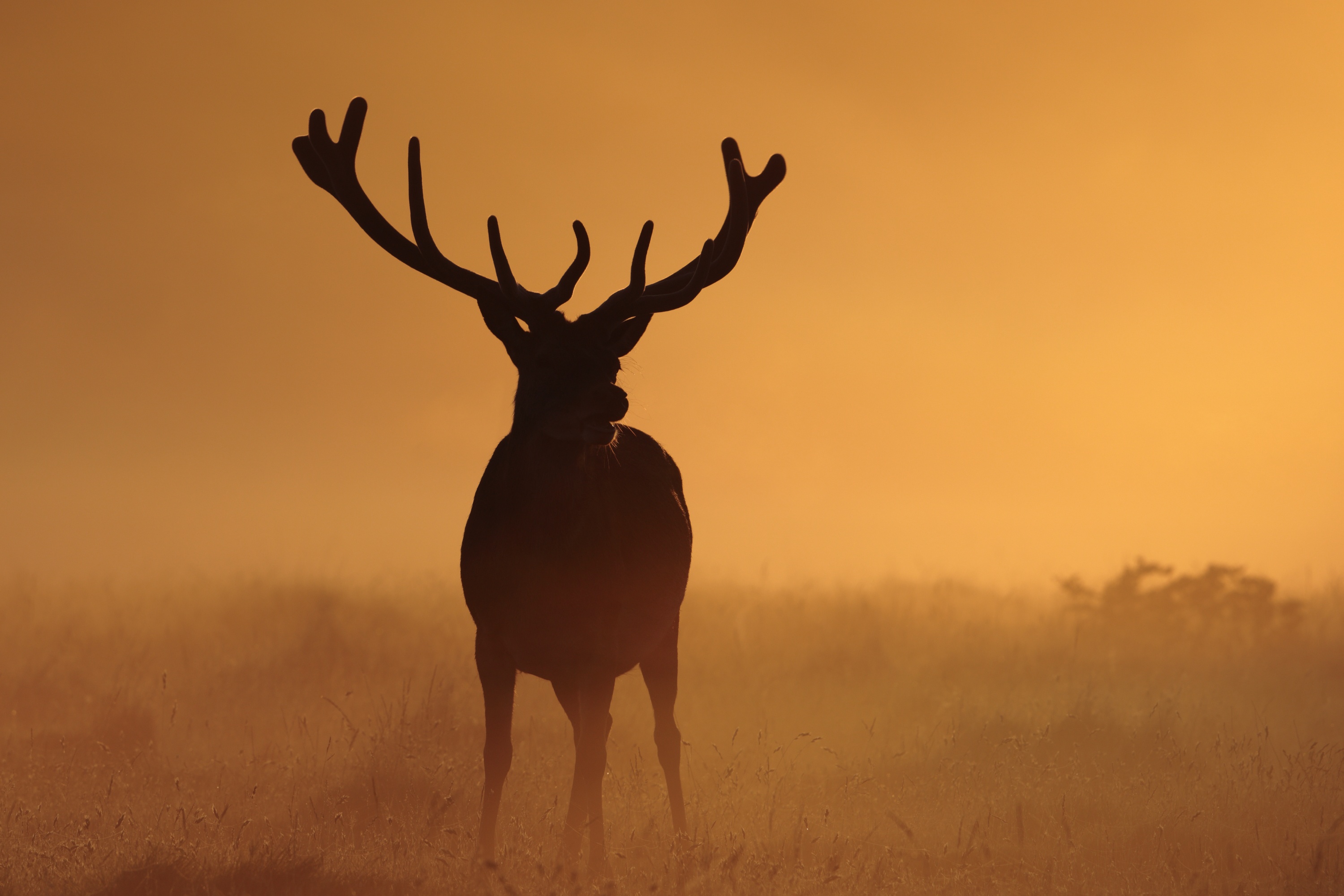 Обои ночь, природа, олень, туман, рога, night, nature, deer, fog, horns разрешение 3000x2000 Загрузить