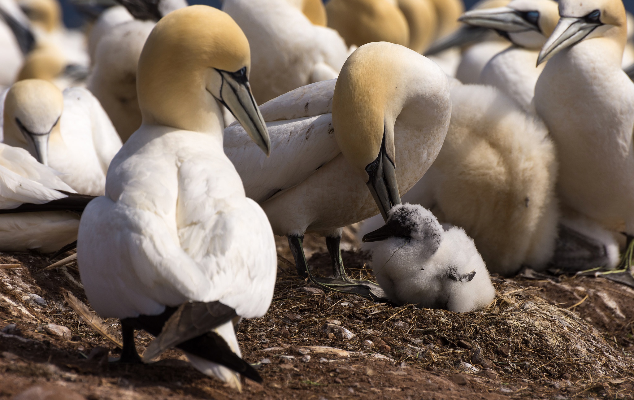 Обои птенец, птицы, клюв, перья, олуша, северная олуша, chick, birds, beak, feathers, gannet, the northern gannet разрешение 2048x1292 Загрузить