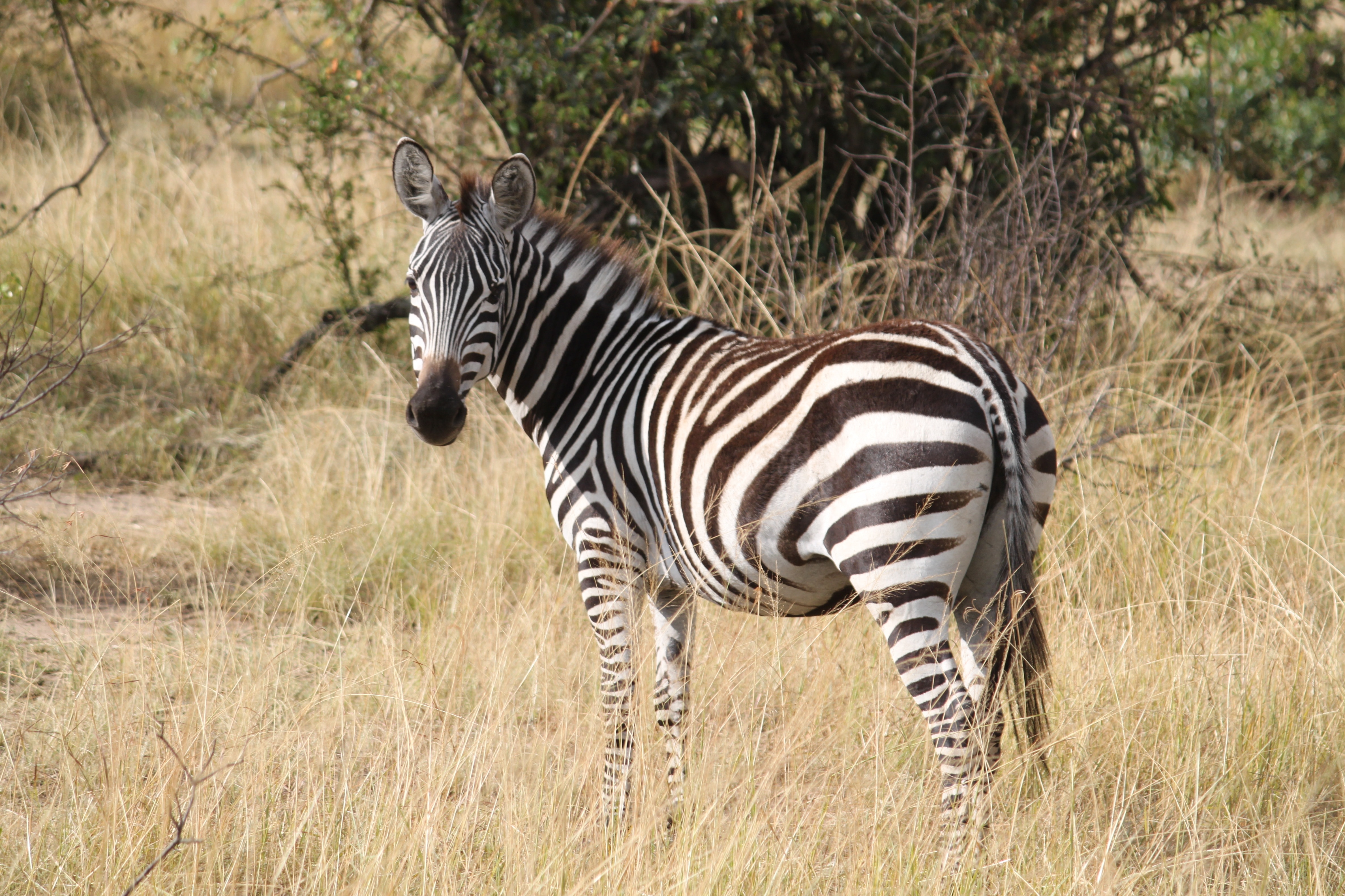 Обои трава, зебра, африка, животное, полосатая, серенгети, сафари, grass, zebra, africa, animal, striped, serengeti, safari разрешение 4752x3168 Загрузить