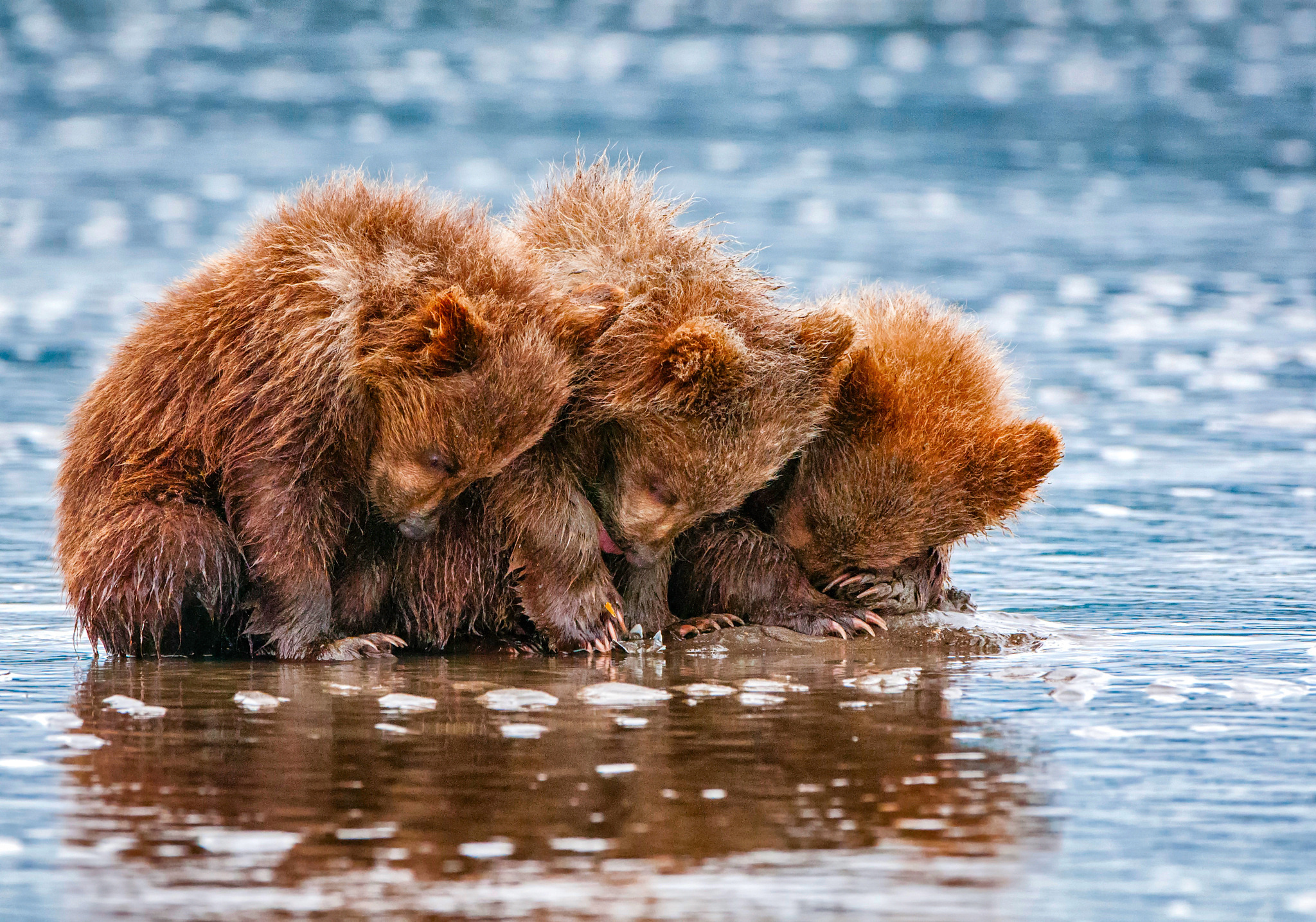 Обои вода, животные, медведи, трое, детеныши, медвежата, water, animals, bears, three, cubs разрешение 2048x1435 Загрузить